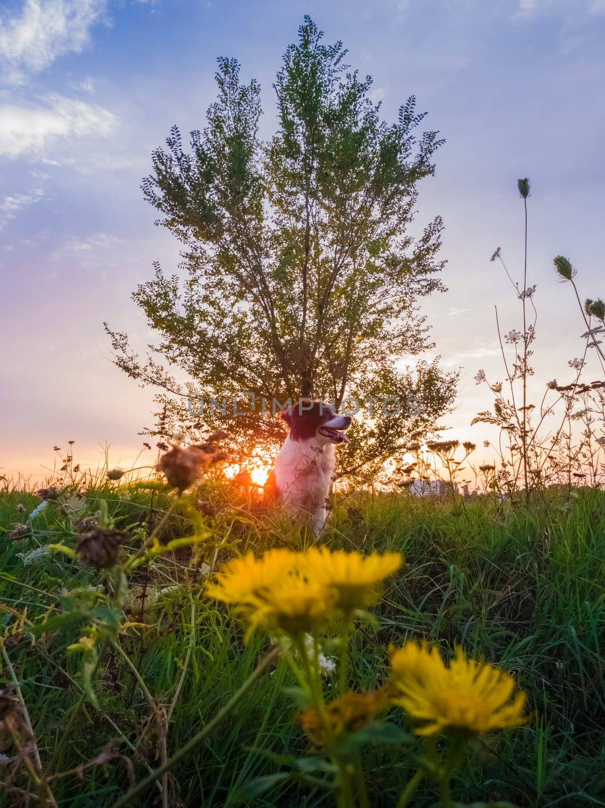 Portrait of a dog posing in the nature on a summer flowering meadow over a sunset sky background. Orange sun beams pierce the branches of a elm tree and a Border Collie puppy enjoying the dusk.