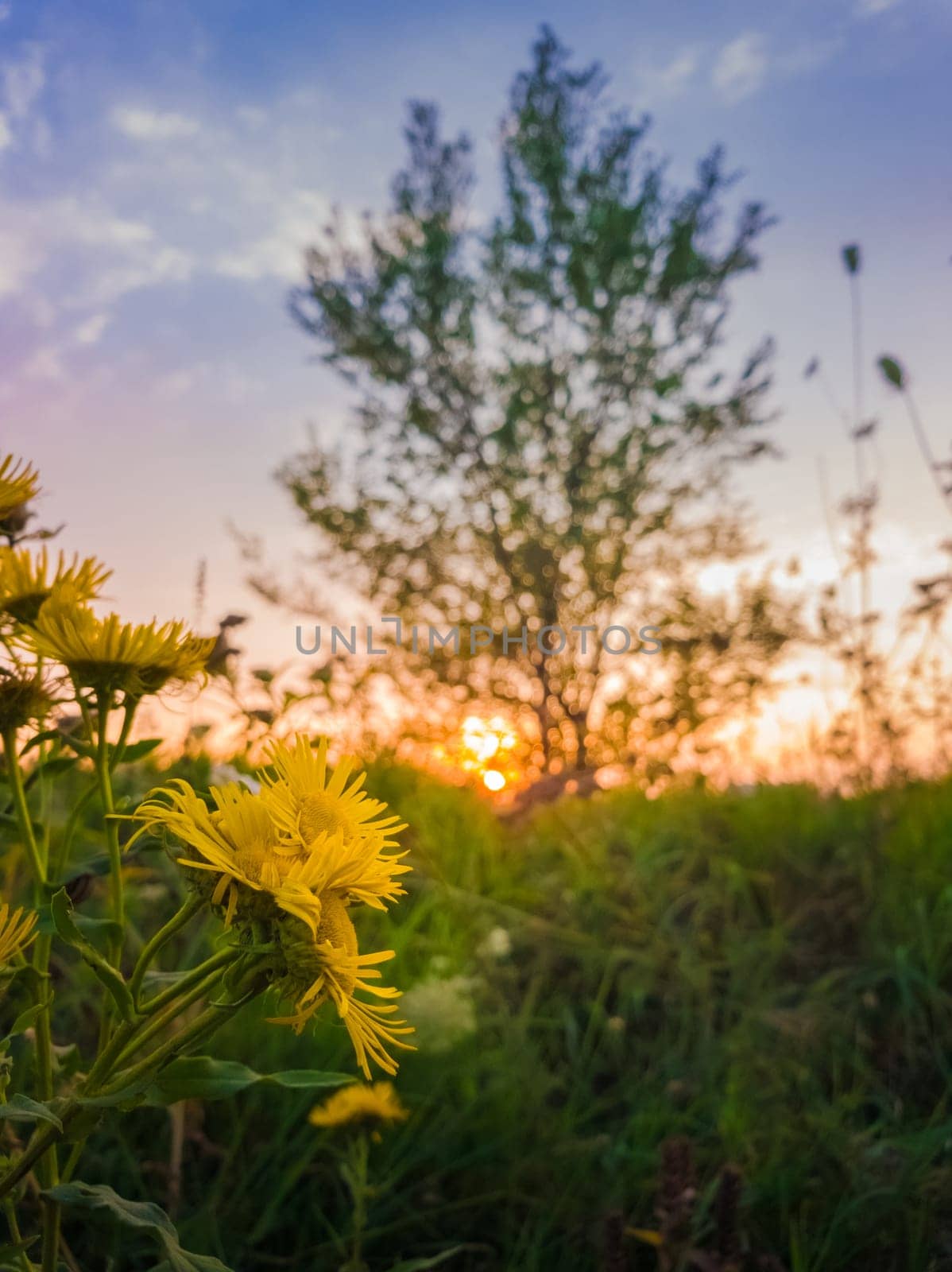 Close up of yellow wildflowers blooming on a meadow over sunset sky background. Golden Crownbeard or Verbesina encelioides flowering.