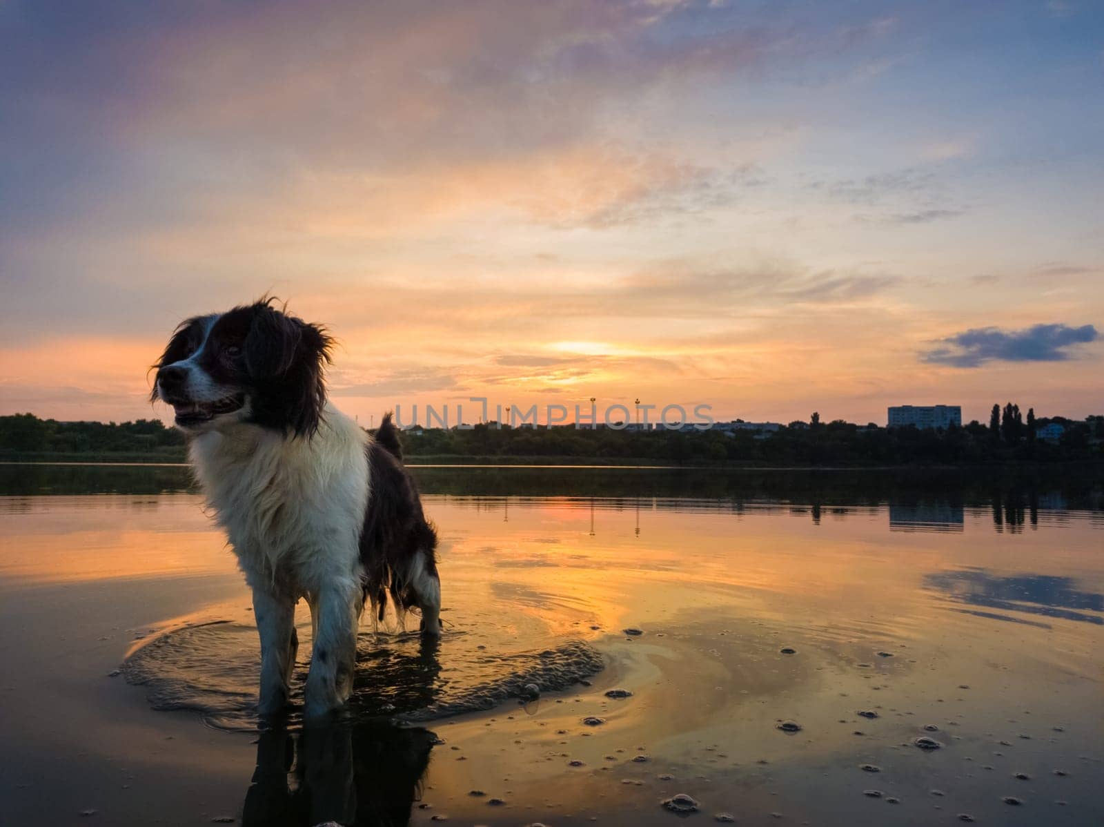 Happy dog refreshing as walking in the pond water over sunset background with reflection on the lake surface. Pet enjoying the silence of the sundown, looking attentive aside.