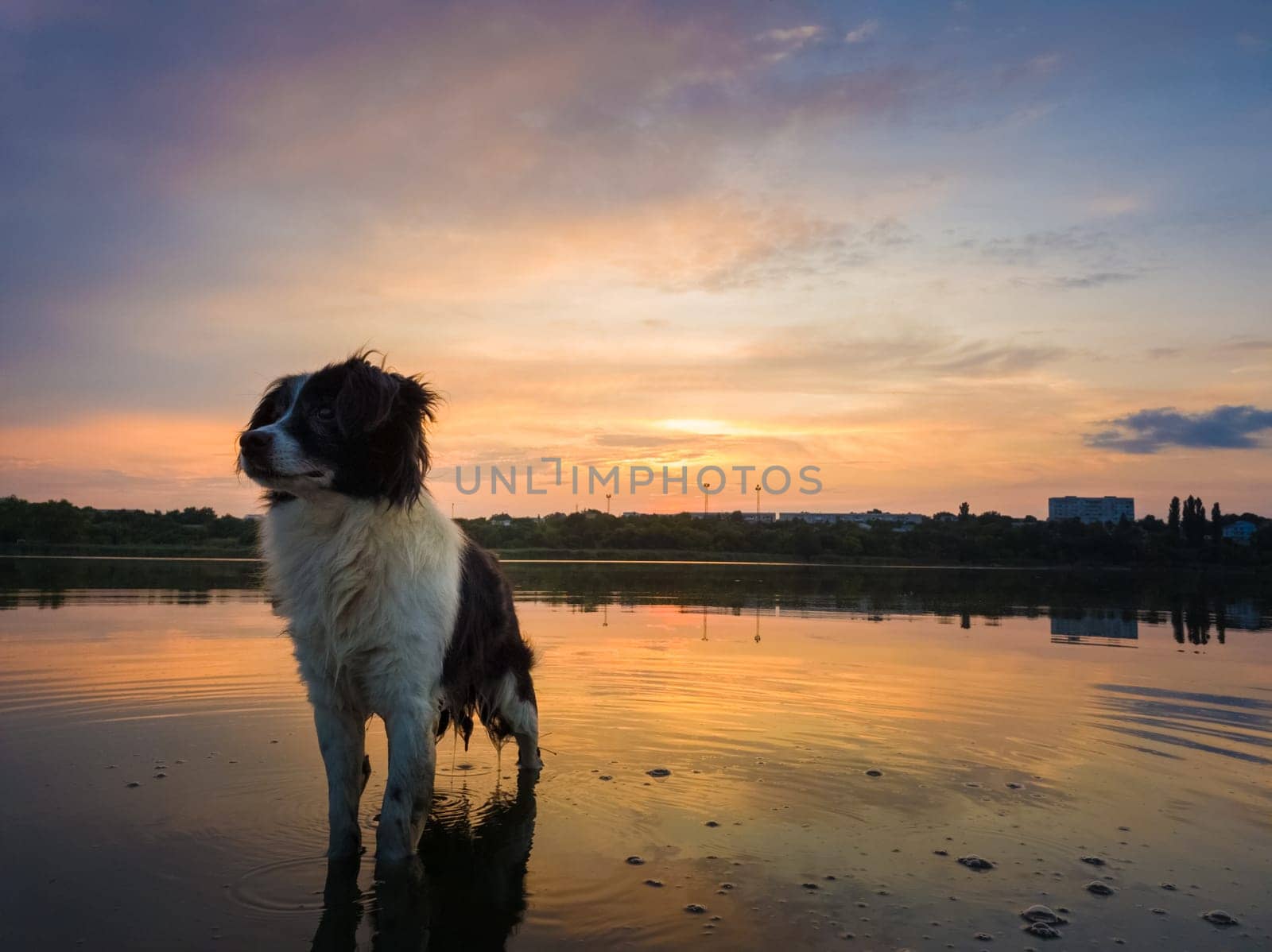 Portrait of serious and attentive border collie dog standing in a pond water over sunset background with reflection on the lake surface. Beautiful pet looking around posing to camera.