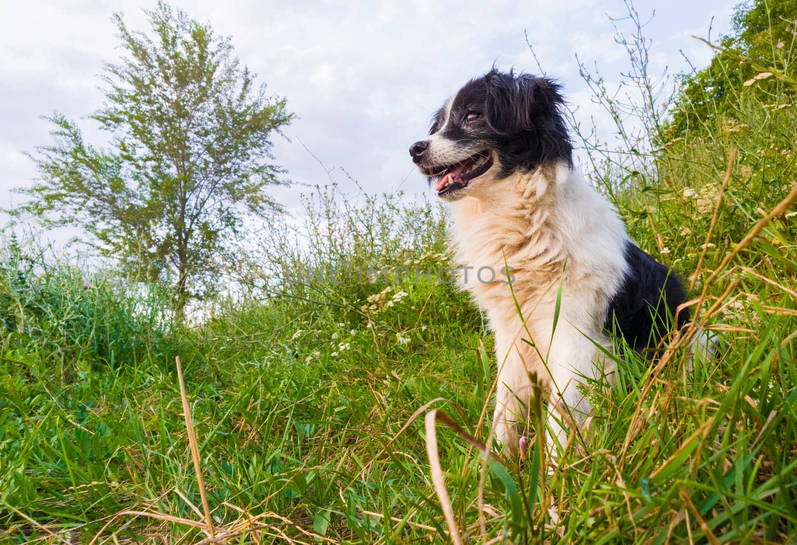 Happy border collie dog seated on the grass in the middle of the nature looking around enjoying the silence of a sunny day..