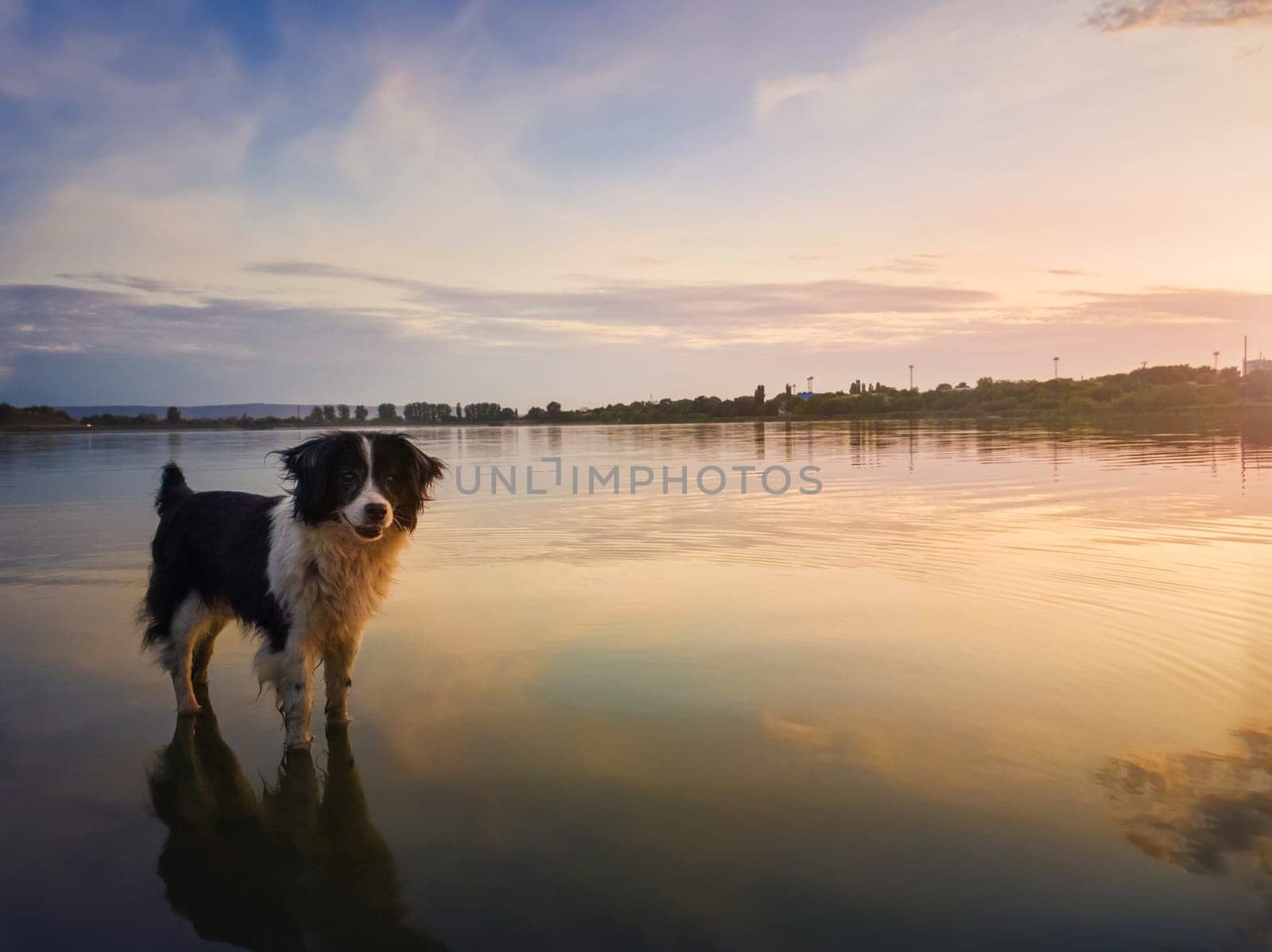 Portrait of border collie dog standing in a pond water over sunset background with reflection on the lake surface. Beautiful pet looking around attentive enjoying the silence of the summer evening..