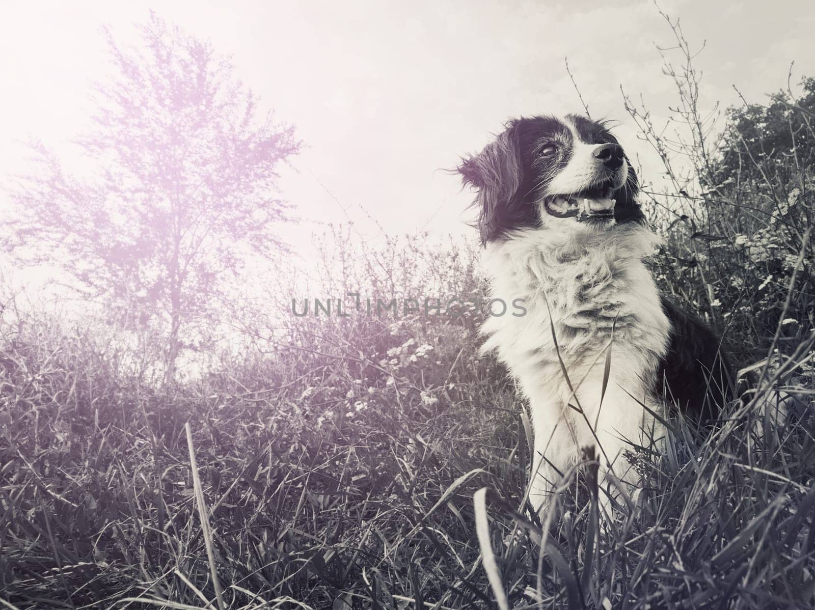 Black and white portrait of a happy border collie dog seated on the field in the middle of the nature looking around enjoying the silence of a sunny day.