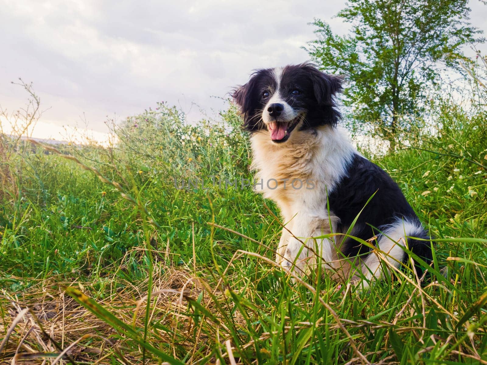 Happy border collie dog seated on the countryside green grass field in the middle of the nature looking around enjoying the silence of a sunny day.