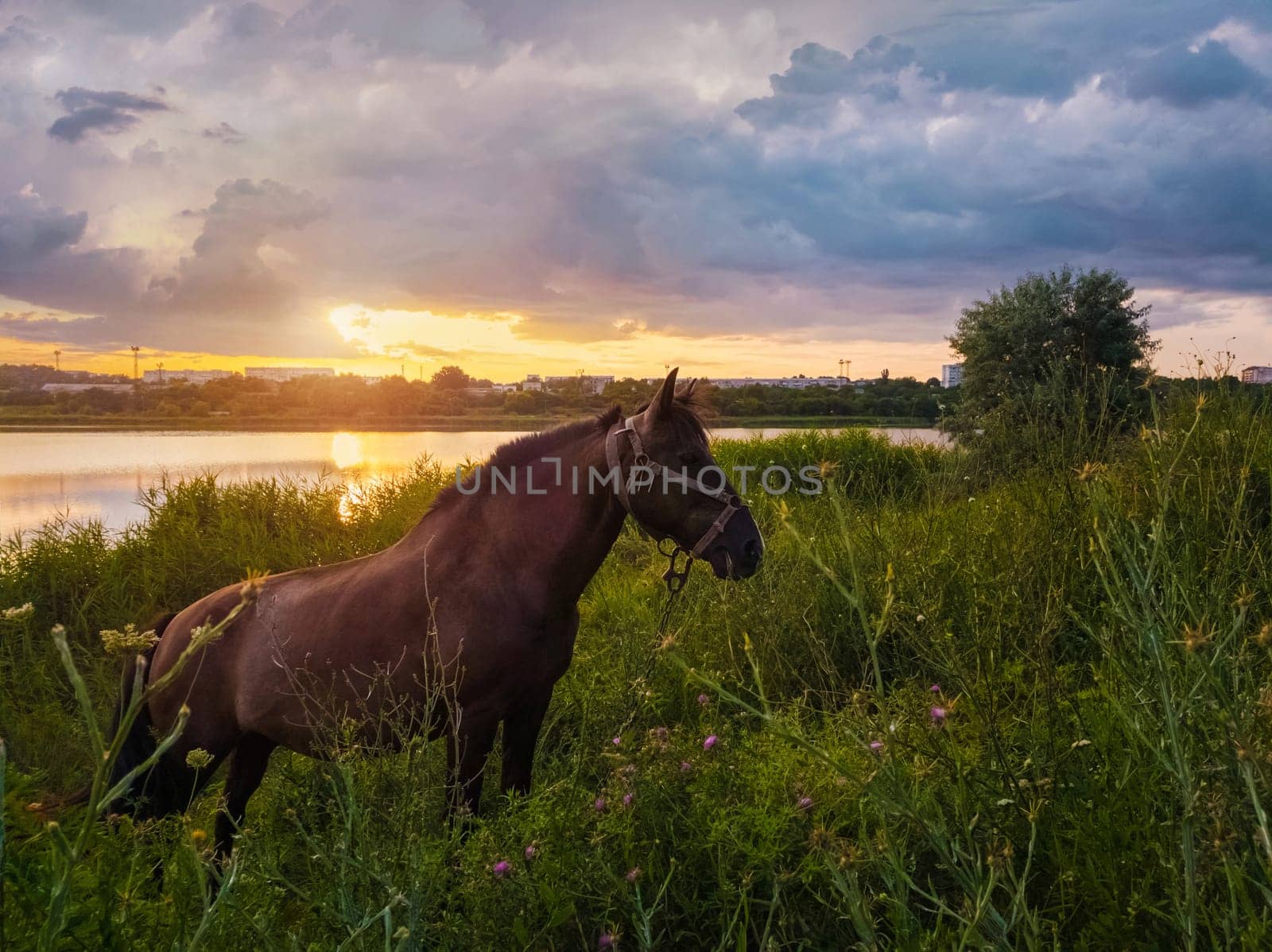 Brown horse grazing on a green grass field over sunset sky background. Rural scene with a stallion on pasture near lake at sundown.