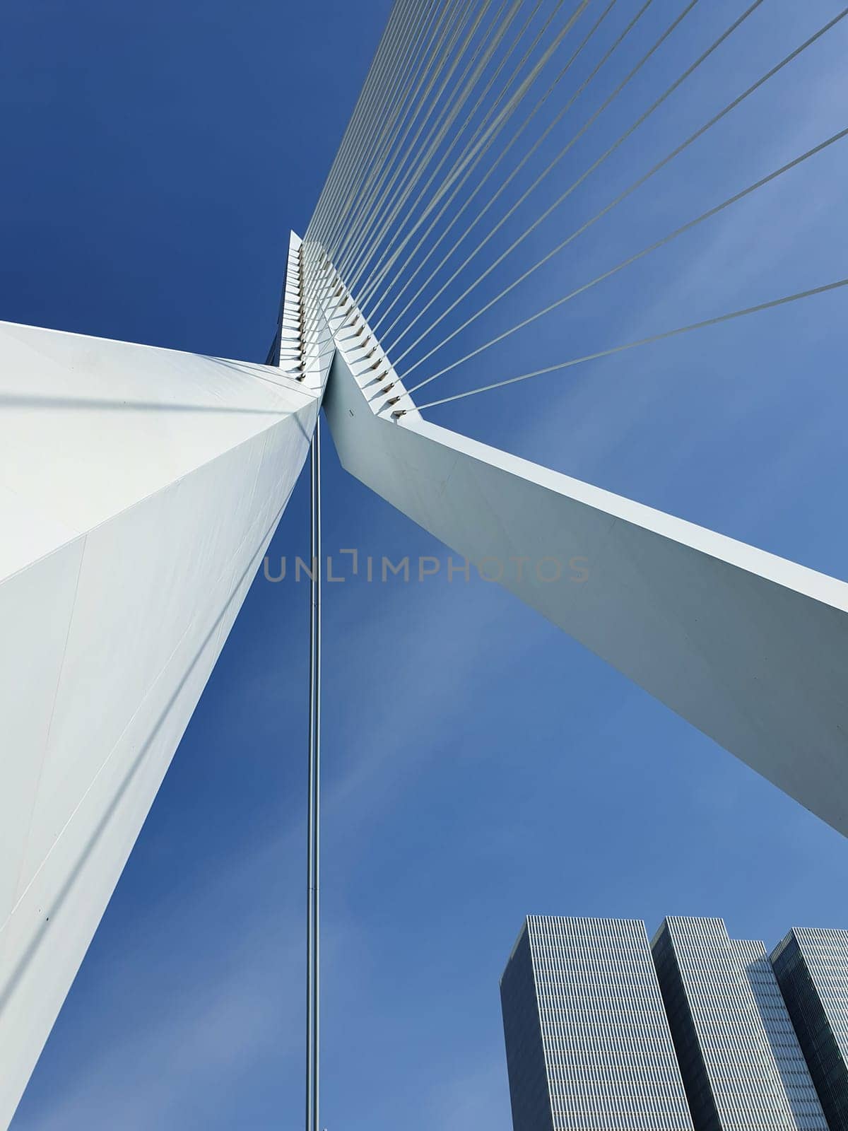 Erasmus bridge over Meuse river in Rotterdam, the Netherlands. Abstract architecture details over blue sky background. Erasmusbrug called the swan, 284m long, designed by Ben van Berkel.
