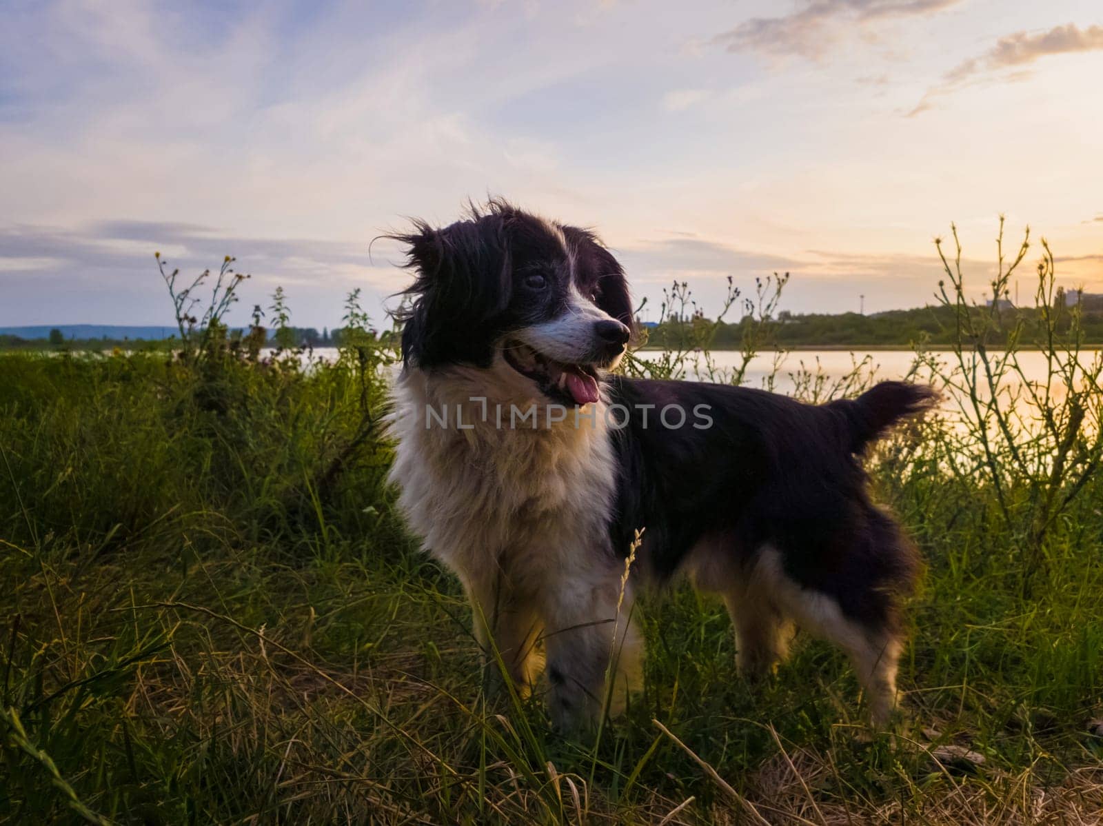 Portrait of joyful dog standing outdoors, on a green field, over sunset background during a countryside evening walk in the nature.