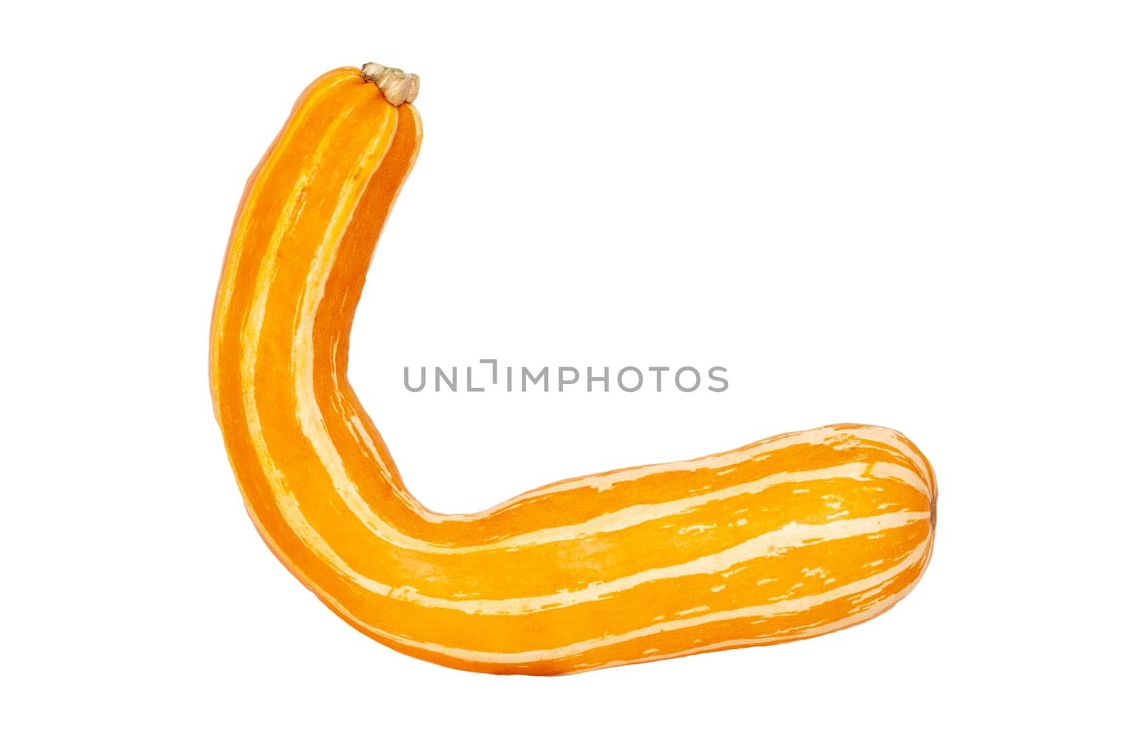Pumpkins isolated. Close-up of a Sunbeam pumpkin isolated on a white background. This edible gourd will used to grill it. Healthy nutrition. Macro.