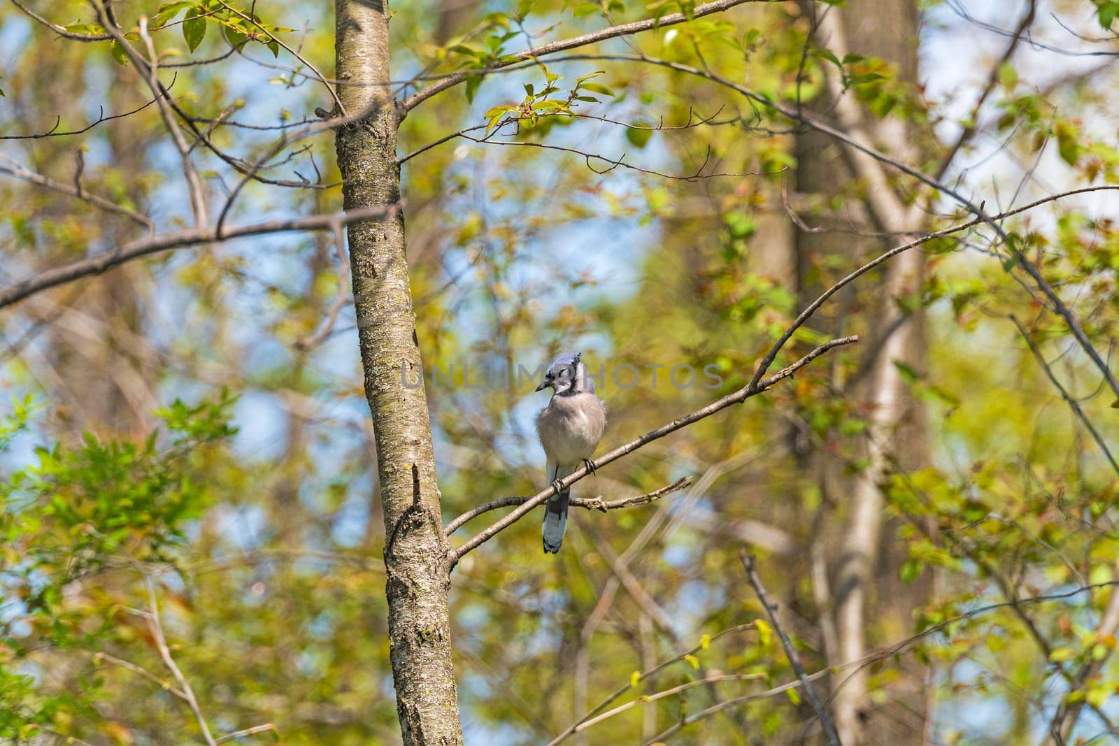 Blue Jay Looking for Food in the Forest in Horicon Marsh in Wisconsin