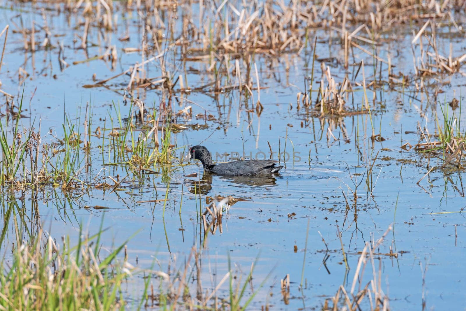 American Coot in a Wetland Pond in Horicon Marsh in Wisconsin