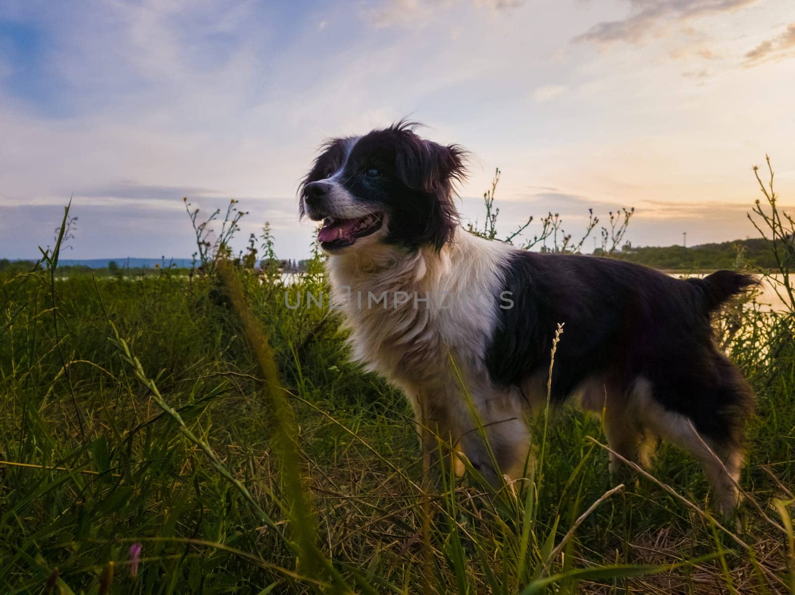 Joyful dog walking outdoors in a summer evening, stands on a green grass field looking attentive over sunset background in a countryside place.