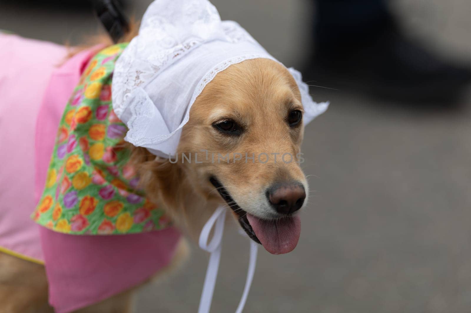 Holland, Michigan, USA - May 11, 2019: Tulip Time Parade, Dog wearing traditional dutch clothing during the parade