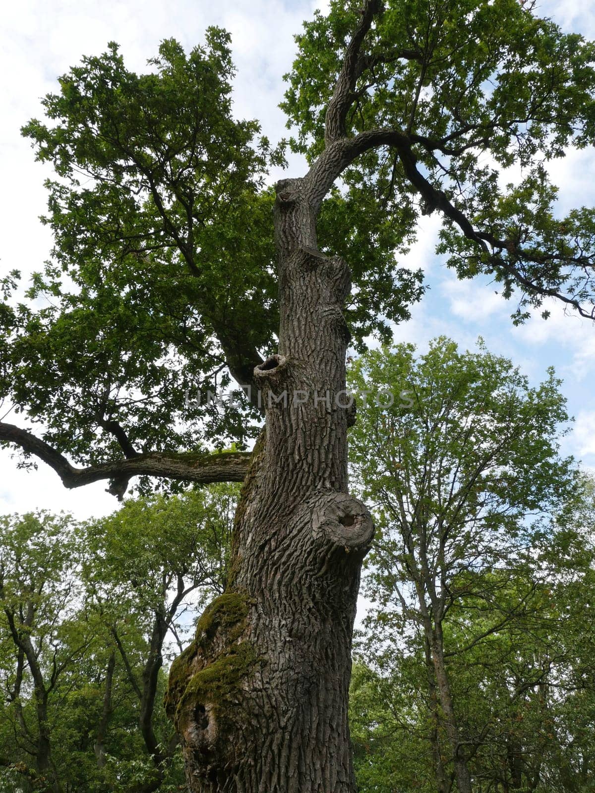 Giant old oak centenarian tree low angle of view