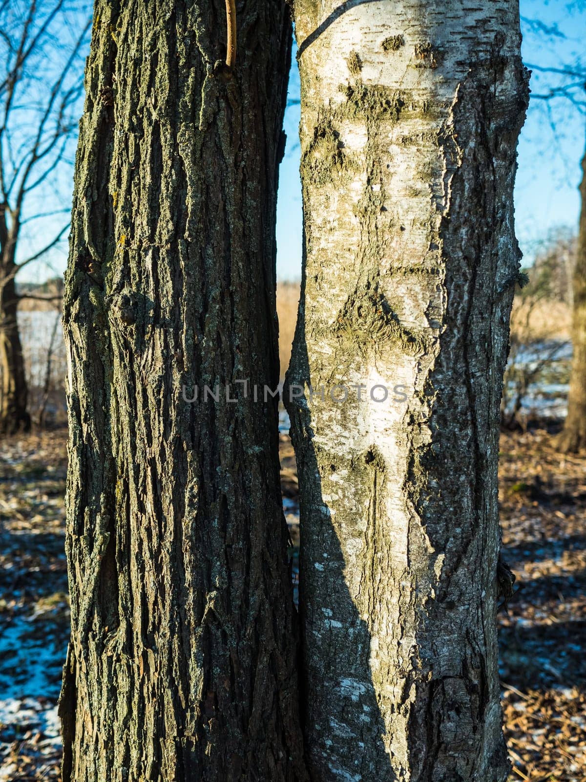 Two different trees close to each other in winter