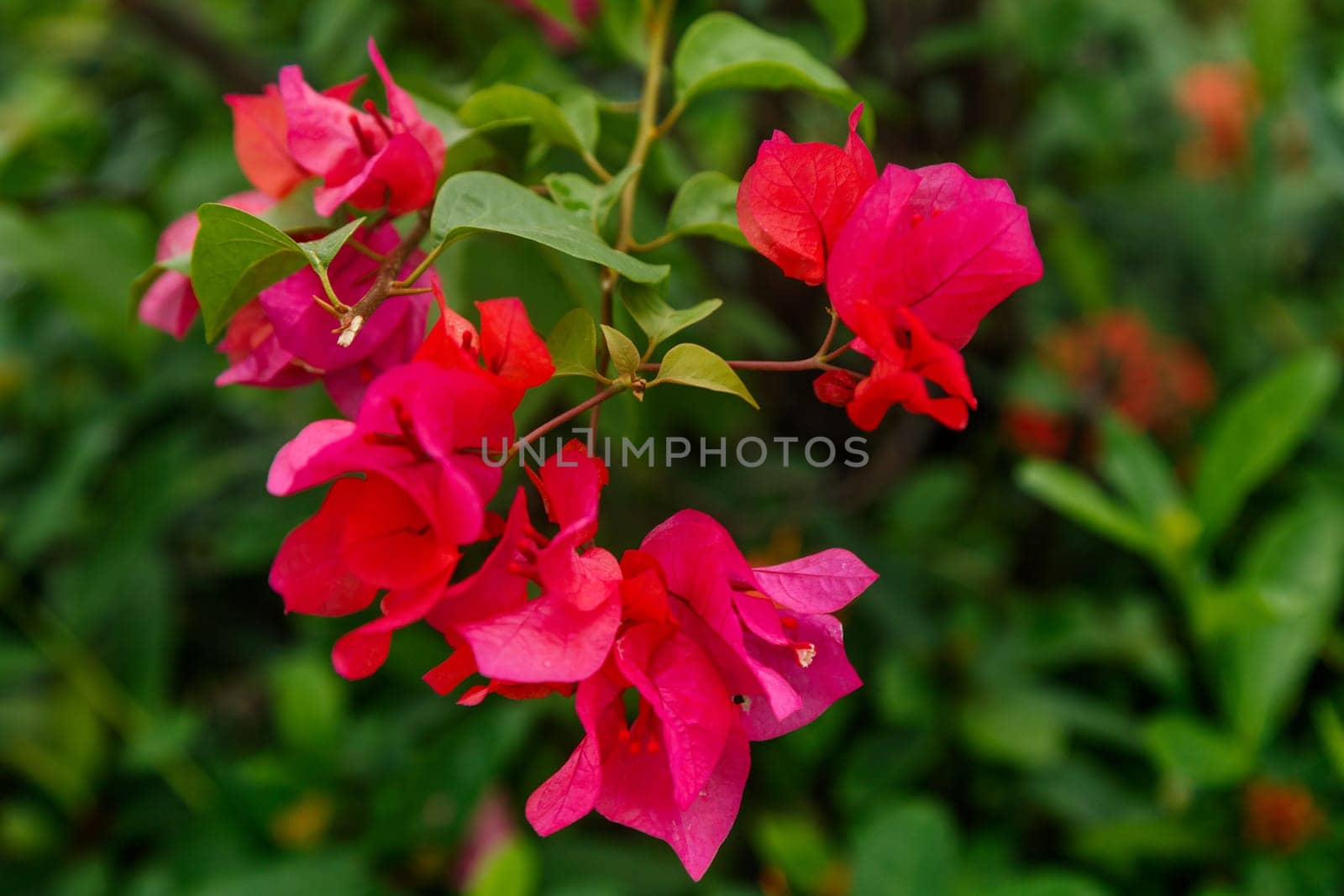 Red flowers of an exotic tropical plant on a background of green foliage