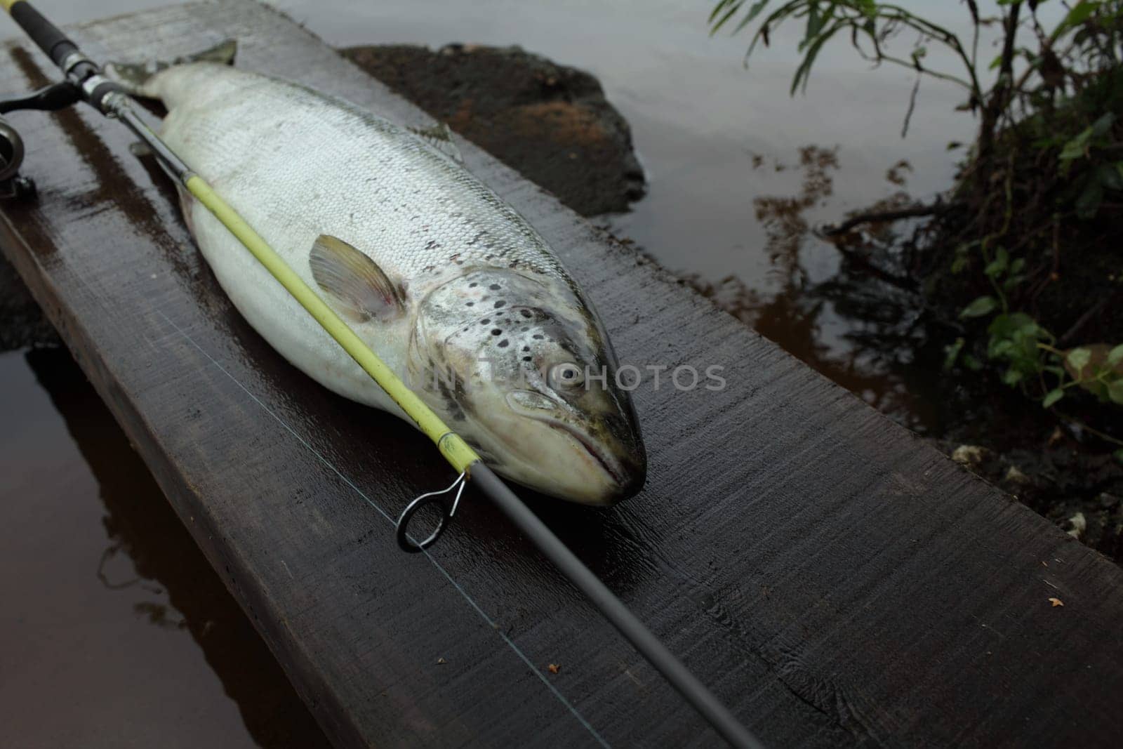 trophy catch big salmon fish with fishing rod close to on the shore