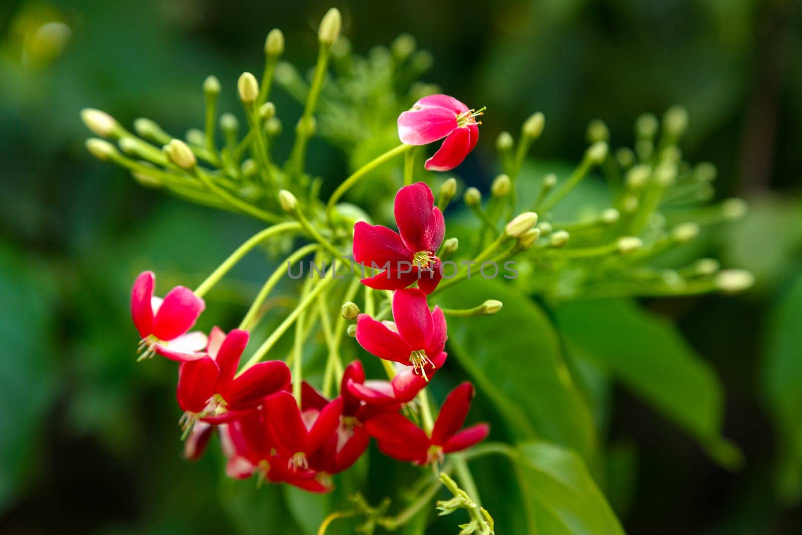 Brush of red flowers of an exotic plant on the background in defocus