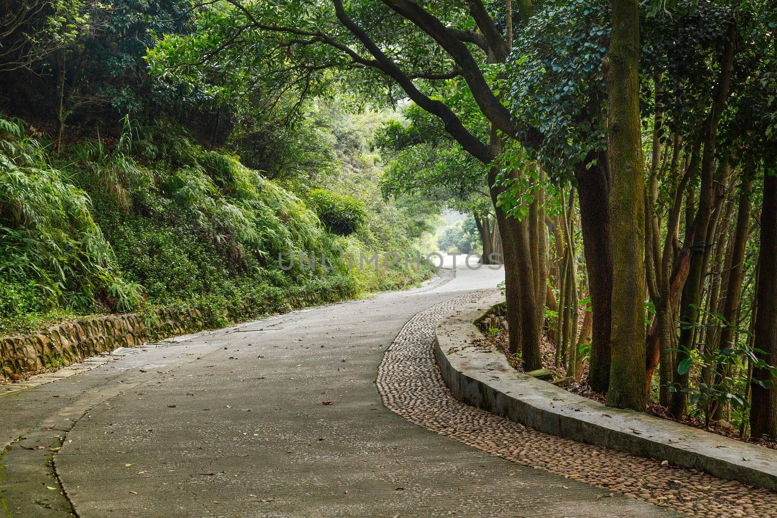 stone winding path in the park among bushes and trees