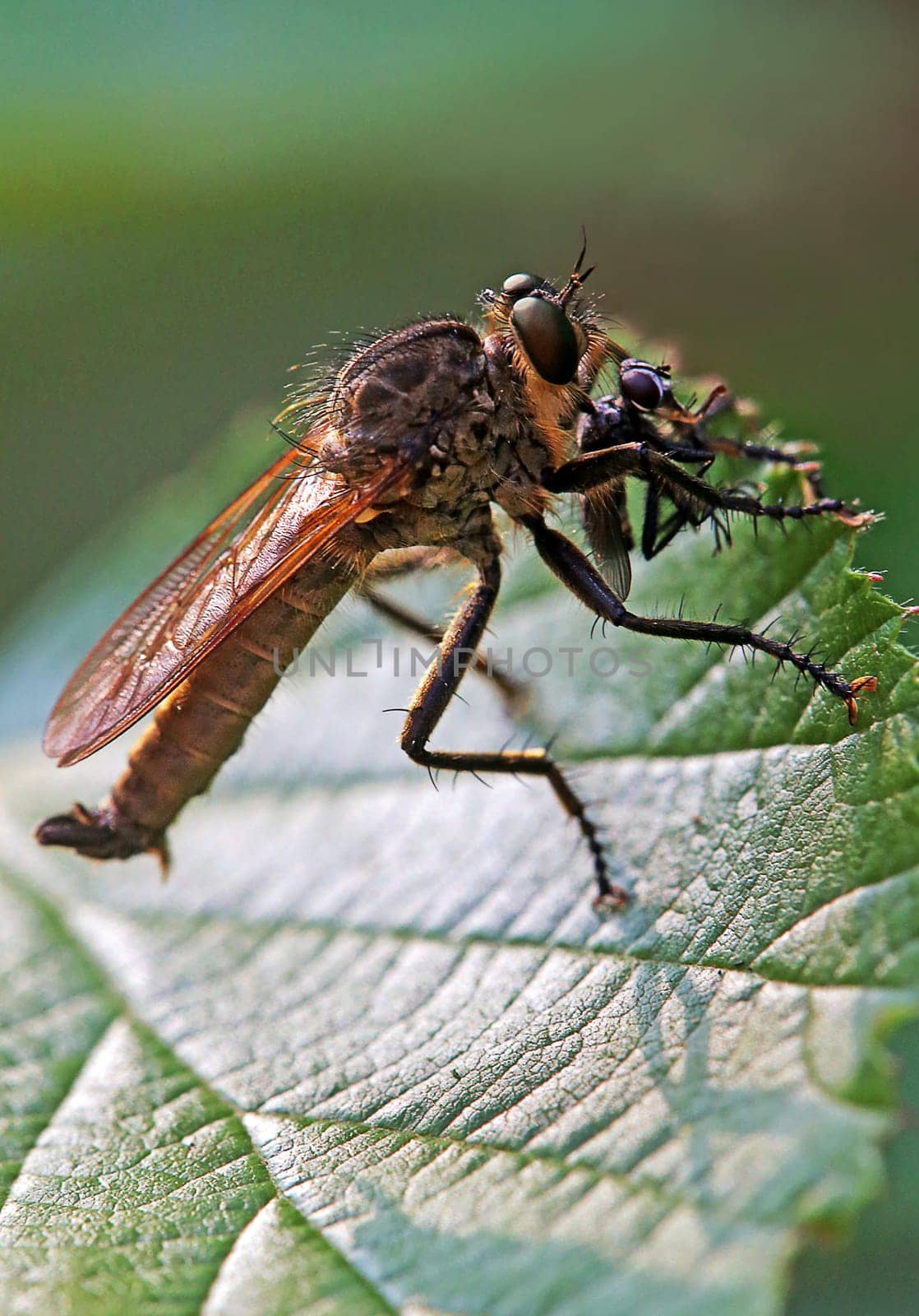 Barbarossa fly Eutolmus rufibarbis with prey