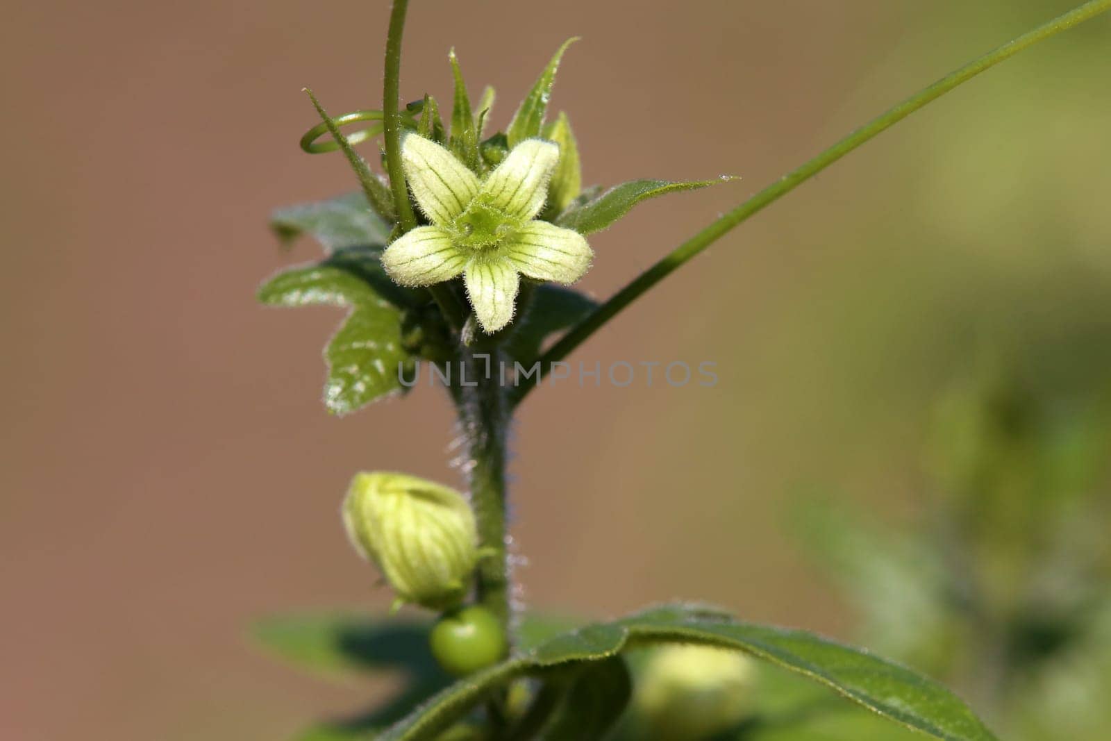 Flowering turnip Bryonia dioica