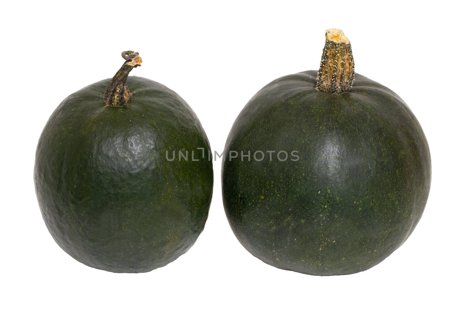 Pumpkin isolated. Close-up of two green Rondini pumpkins isolated on a white background. Healthy nutrition. Macro.