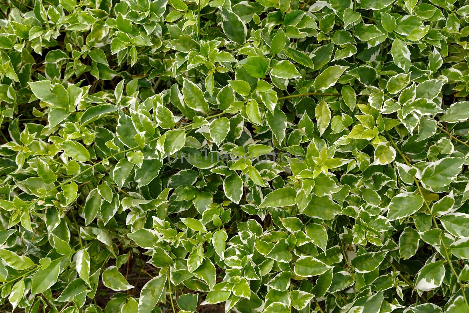 Background from green leaves from tropical plants.