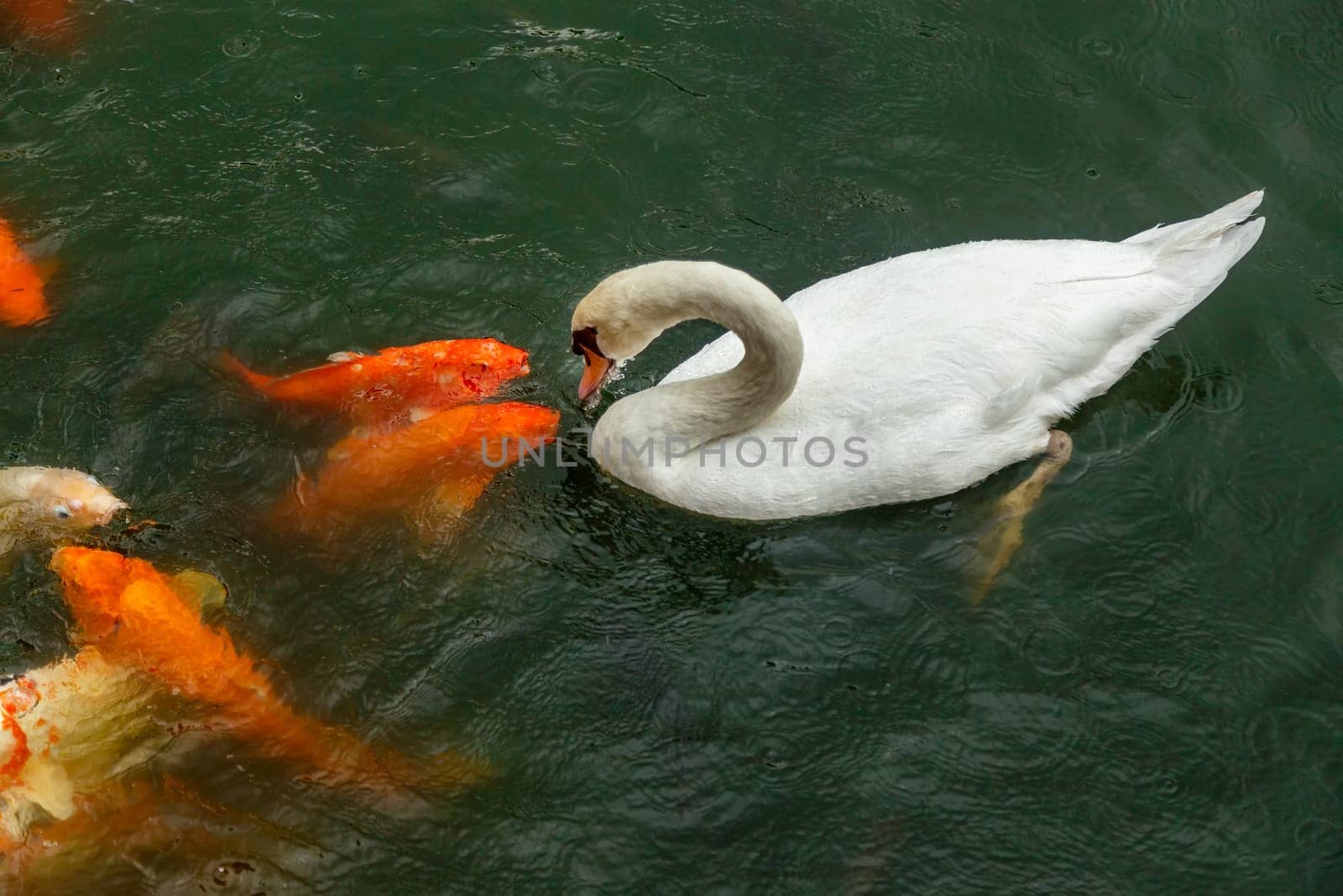 White swan and koi carps on the lake catching food