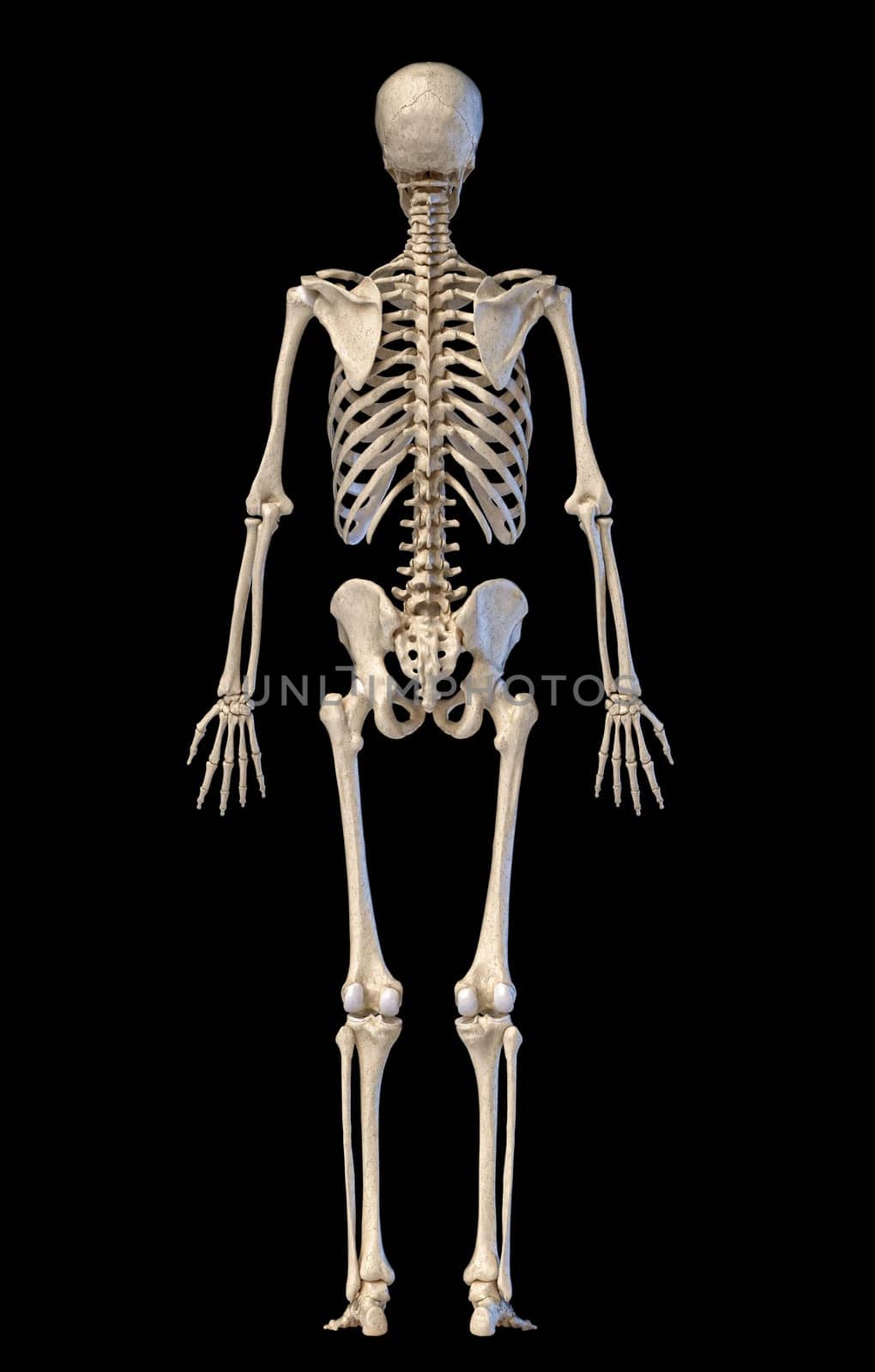 Human anatomy, skeletal system, full figure standing, back view on black background. 3d illustration.