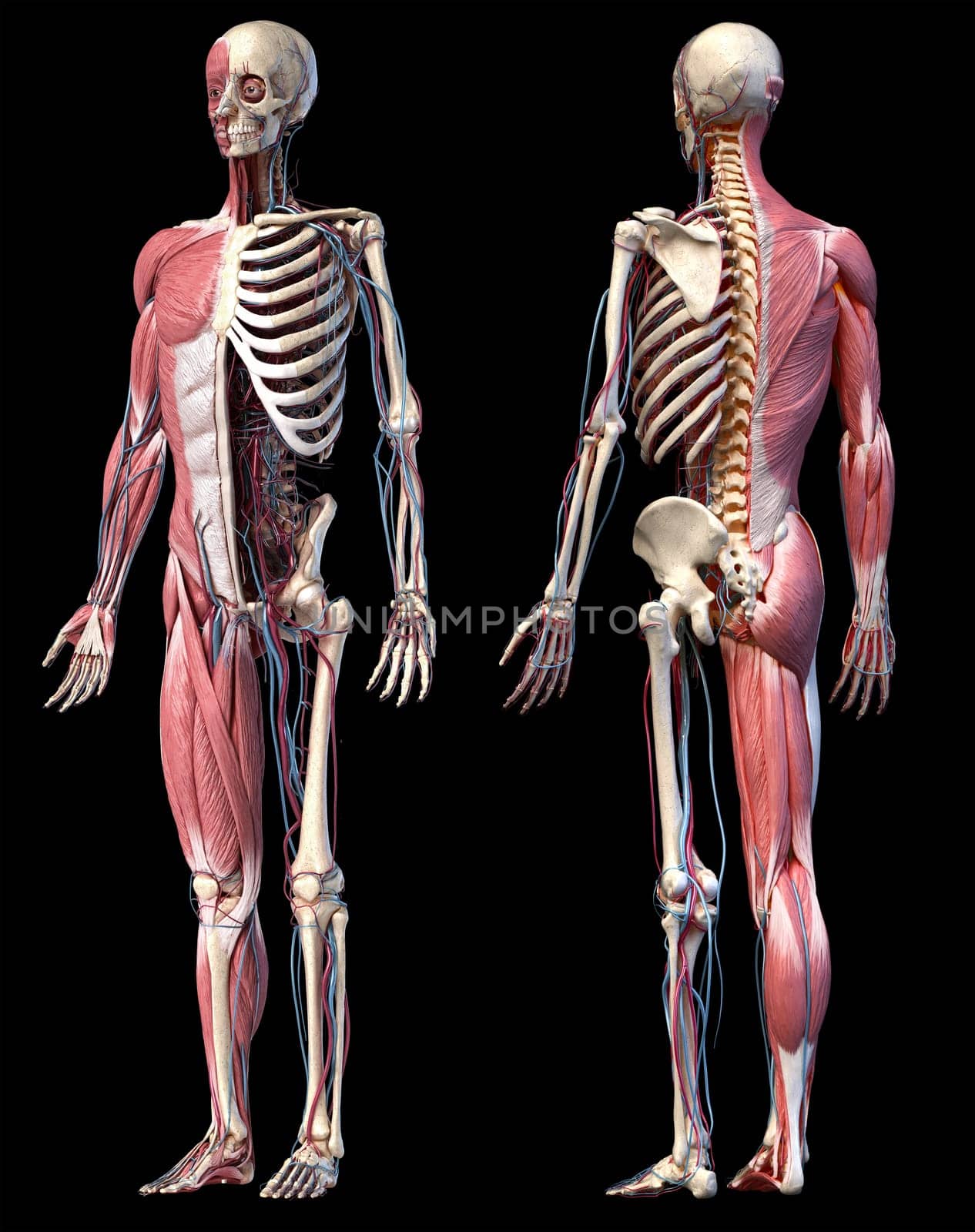 Human Anatomy full body skeletal, muscular and cardiovascular systems. Two views, front and back perspectives, on black background. 3d Illustration