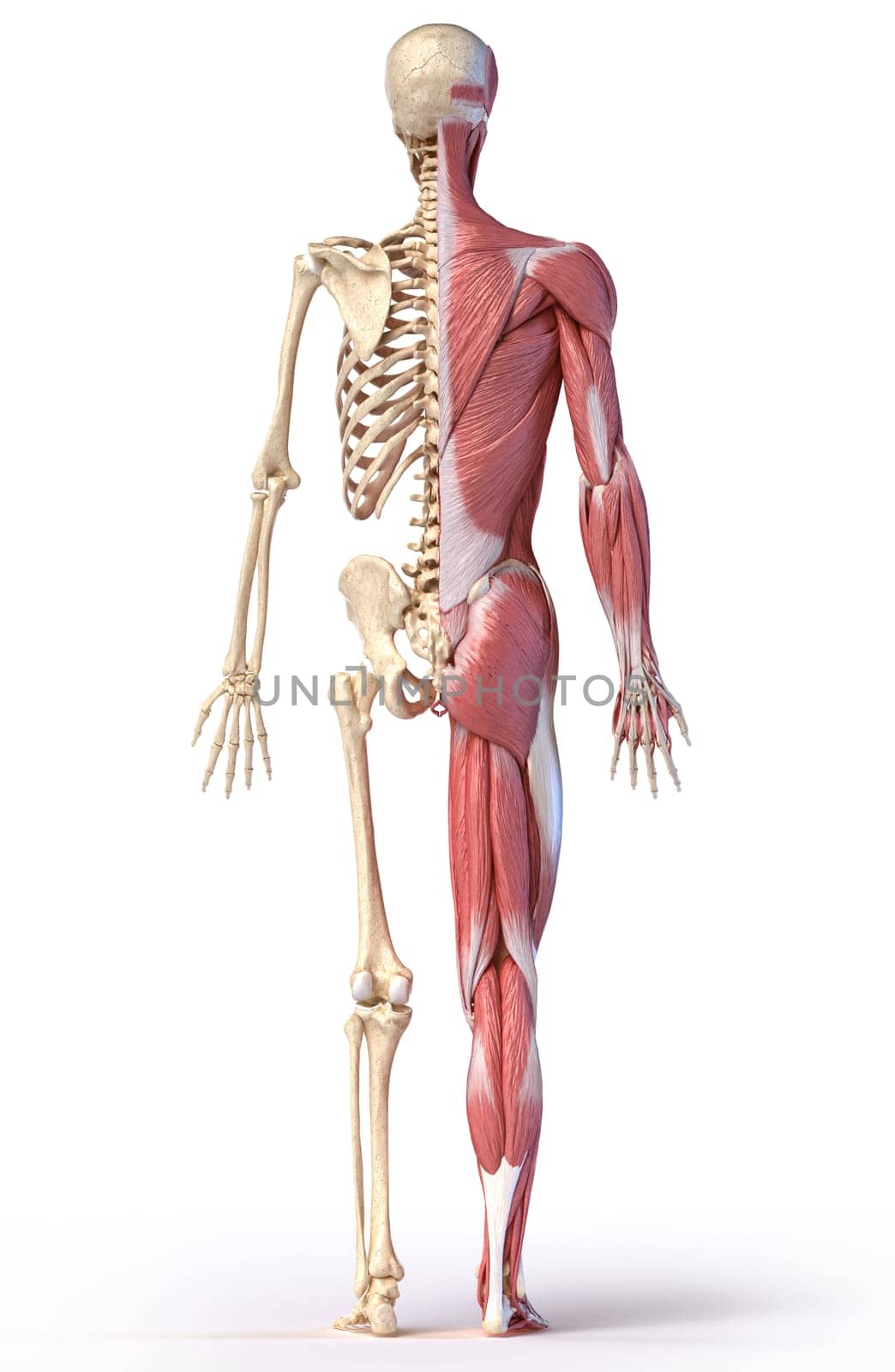 Human body, 3d illustration. Full figure male muscular and skeletal systems, rear view on white background.