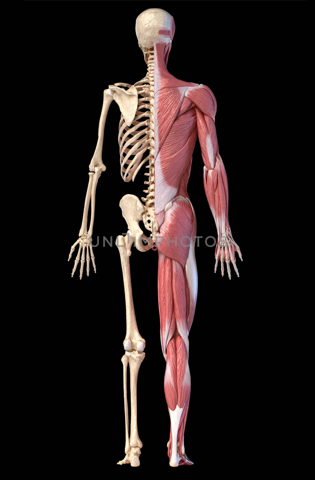 Human body, 3d illustration. Full figure male muscular and skeletal systems, rear view on black background.