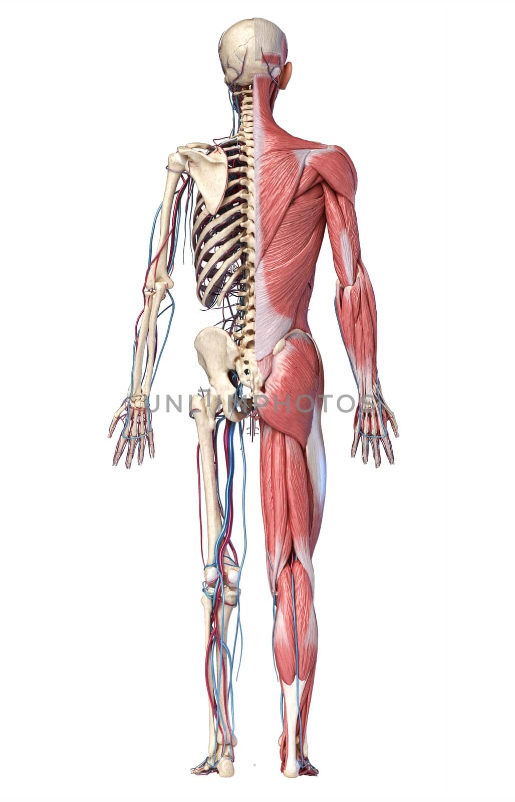 Human anatomy, three-dimensional, Full human body, Human Skeleton, Biology, Cartilage, Human neck, Cardiovascular system, skeletal system, Muscular system, Vertical composition, Muscle fiber, Physiology, Rib cage, Illustration, Biomedical illustration, Color image, Computer generated image, Ligament, Muscle, Human muscle, Internal organ of man, Bone, Human bone, Rear point of view, Human representation, Health and medicine, Cut Out, Without people, Central section, Cross section, White background, cutaway, Spine, Sternum, Sternocleidomastoid, Tendon, Human tissue, Human head, Human torso, Human hip, Human legs, Blood vessel, Posterior, Human vein