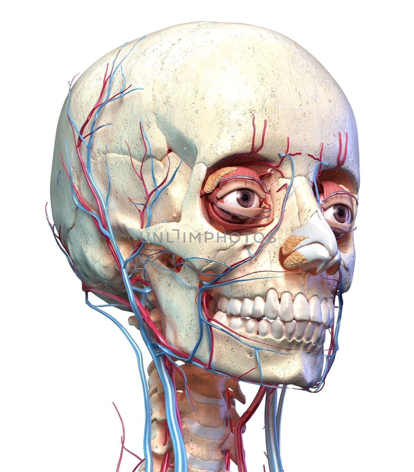 Human anatomy, Vascular system of the head viewed from perspective angle. Computer 3d rendering artwork. On white background.