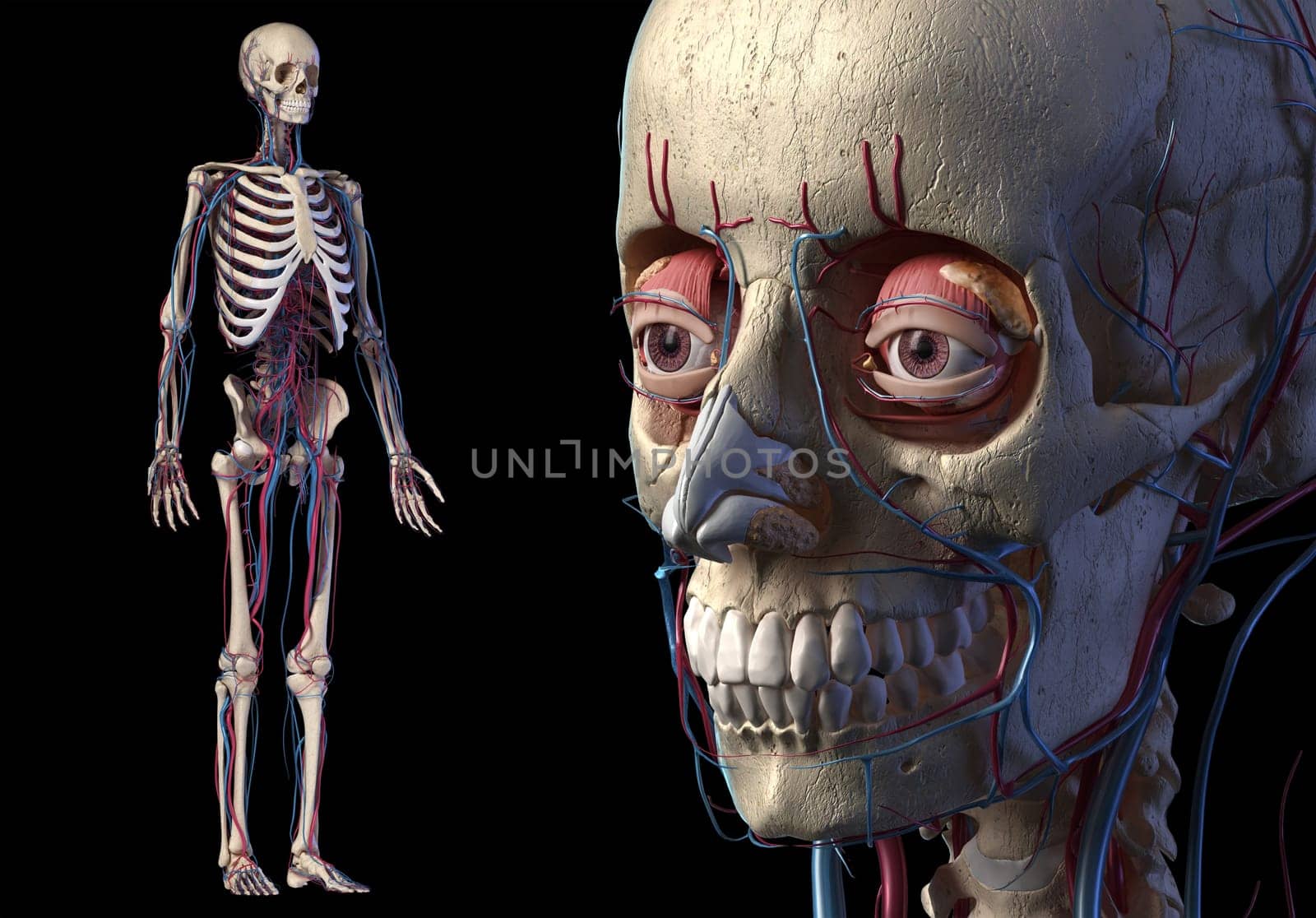 Human Anatomy skull close up with full skeletal and cardiovascular systems. On black background...