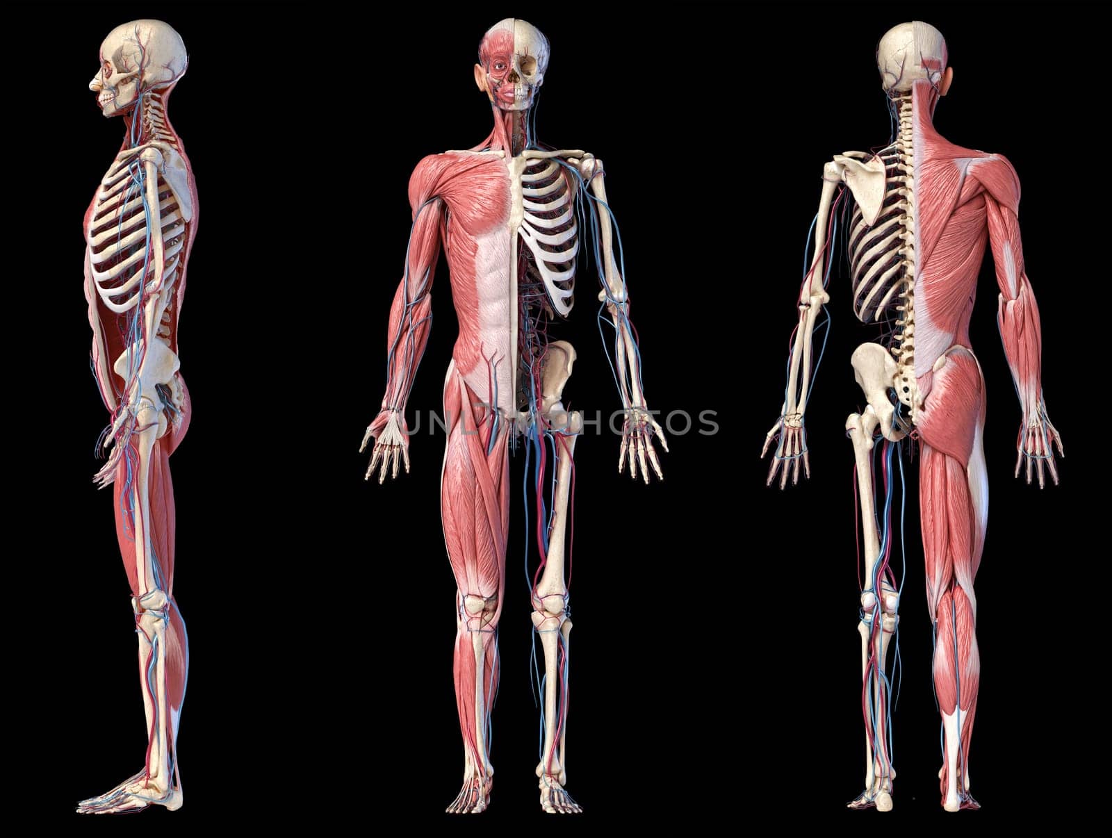 Human Anatomy full body skeletal, muscular and cardiovascular systems. Three views, side, front, back, on black background. 3d Illustration