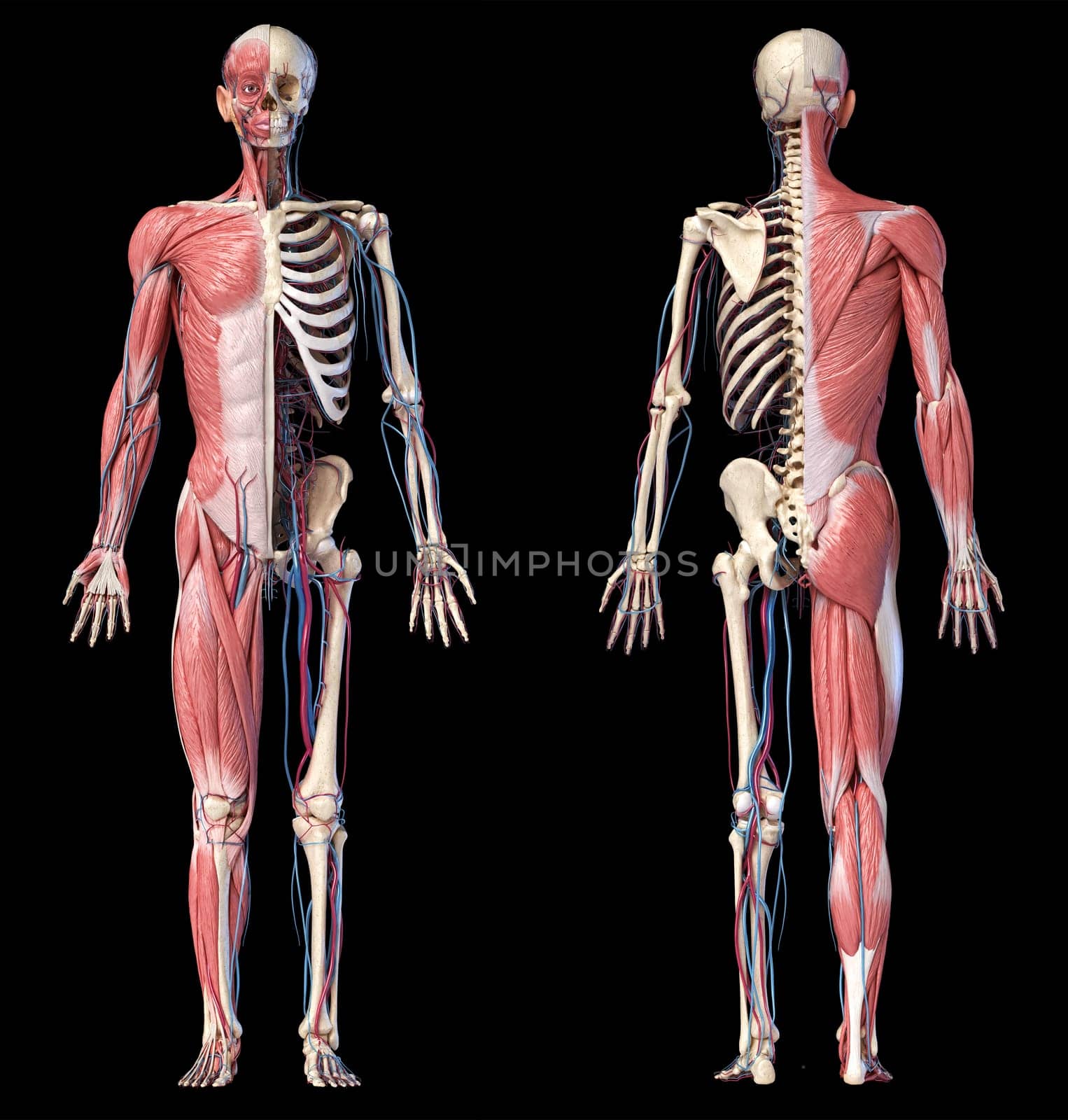 Human Anatomy full body skeletal, muscular and cardiovascular systems. Two views, front and back, on black background. 3d Illustration