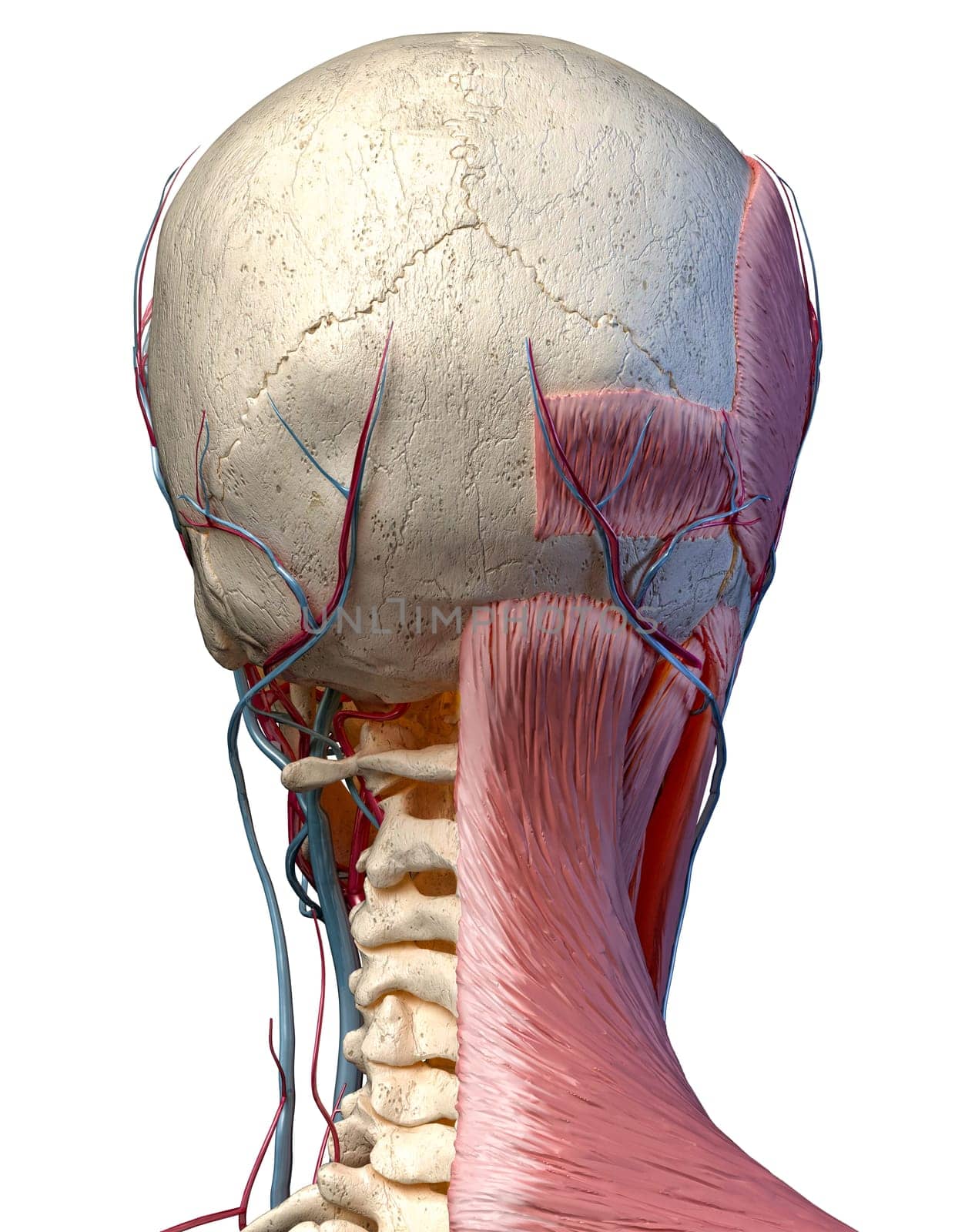 Human anatomy 3d illustration of head with skull, blood vessels and muscles, on white background. Rear view.