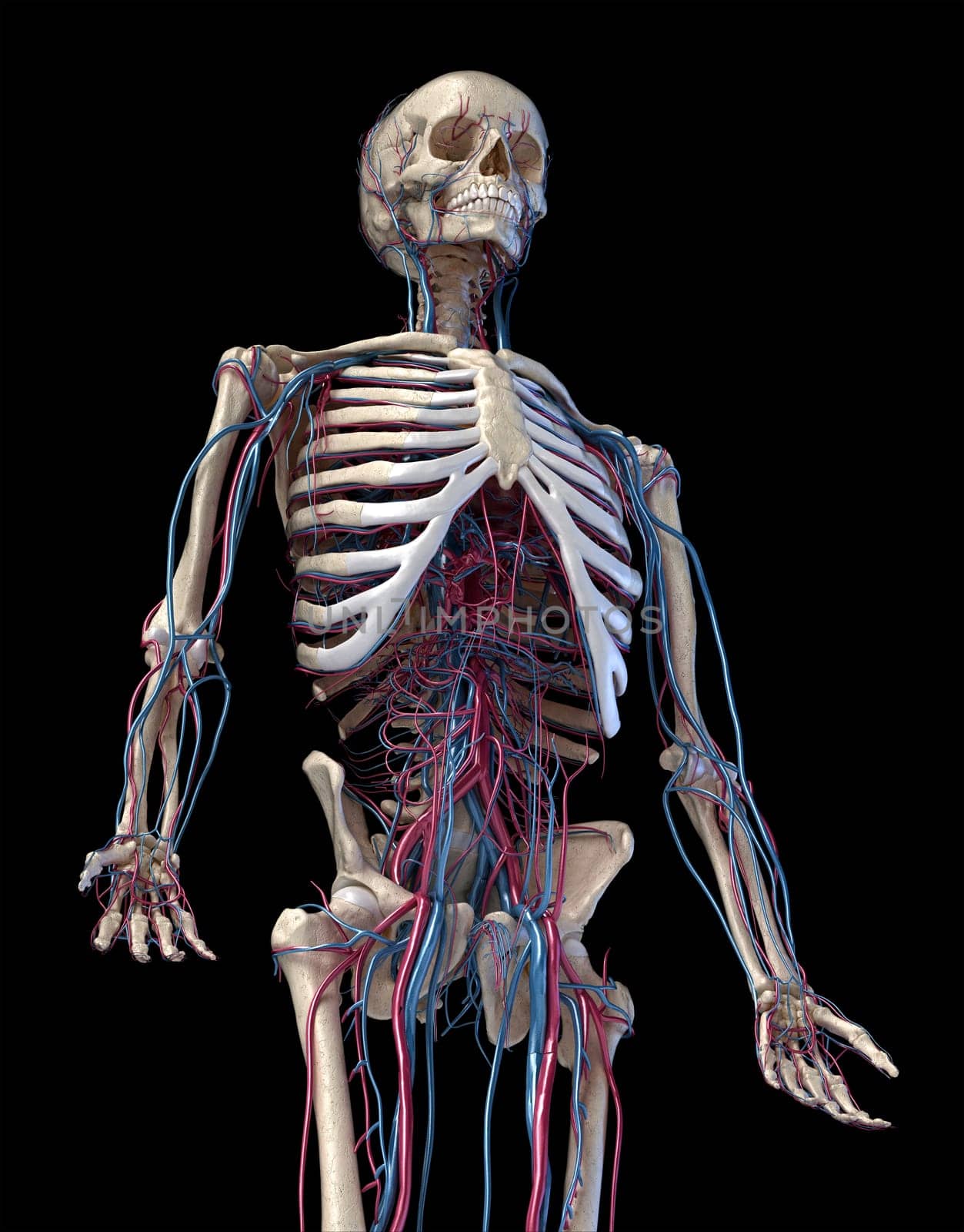 Human anatomy, 3d illustration of the skeleton with cardiovascular system. Perspective view of 3/4 upper part, front side. On black background.
