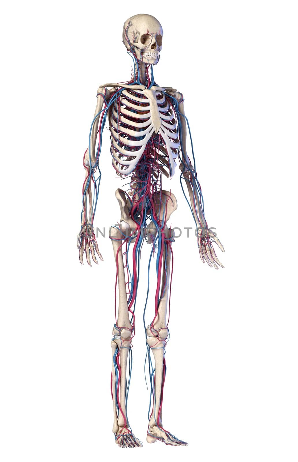 Human body anatomy. 3d illustration of Skeletal and cardiovascular systems. Viewed from front perspective. On white background.