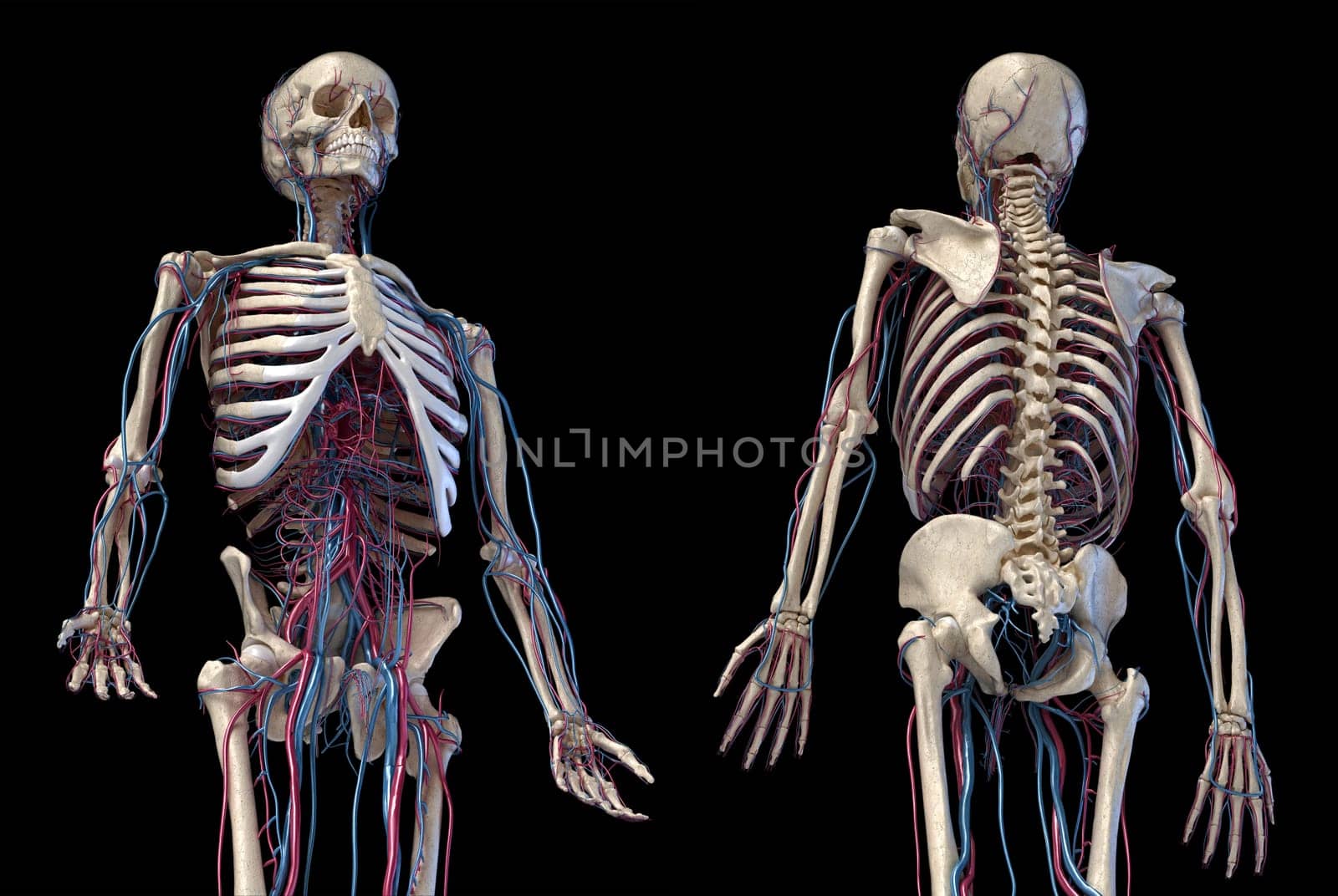 Human anatomy, 3d illustration of the skeleton with cardiovascular system. Perspective view of 3/4 upper part, front and back sides. On black background.