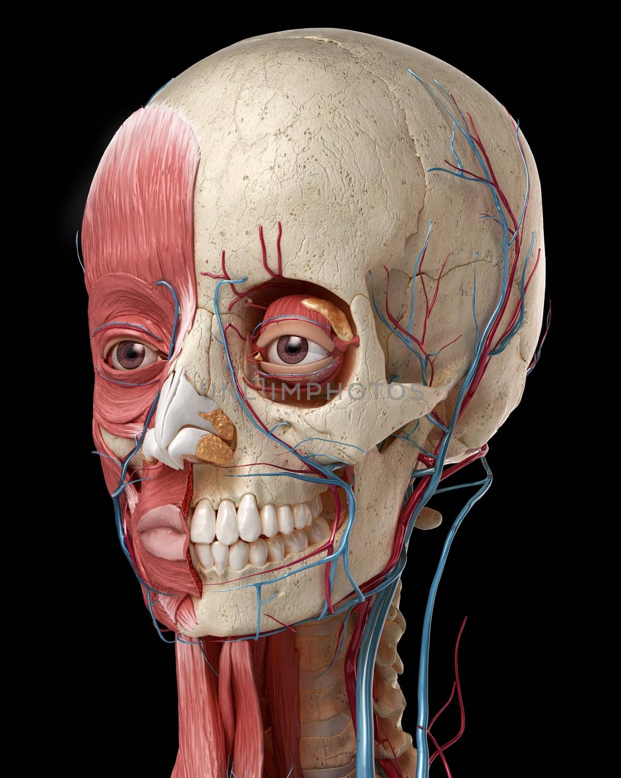 Human anatomy 3d illustration of head with skull, eye bulbs, blood vessels and muscles, on black background.