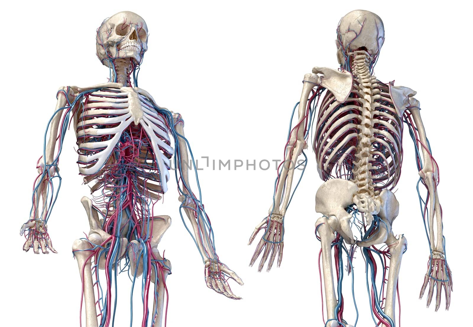 Human anatomy, 3d illustration of the skeleton with cardiovascular system. Perspective view of 3/4 upper part, front and back sides. On white background.