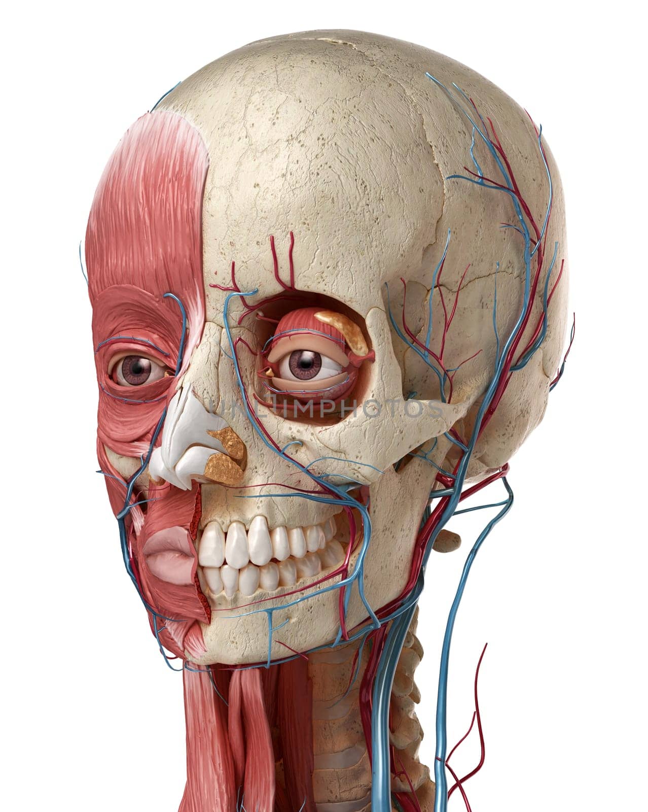 Human anatomy 3d illustration of head with skull, eye bulbs, blood vessels and muscles, on white background.