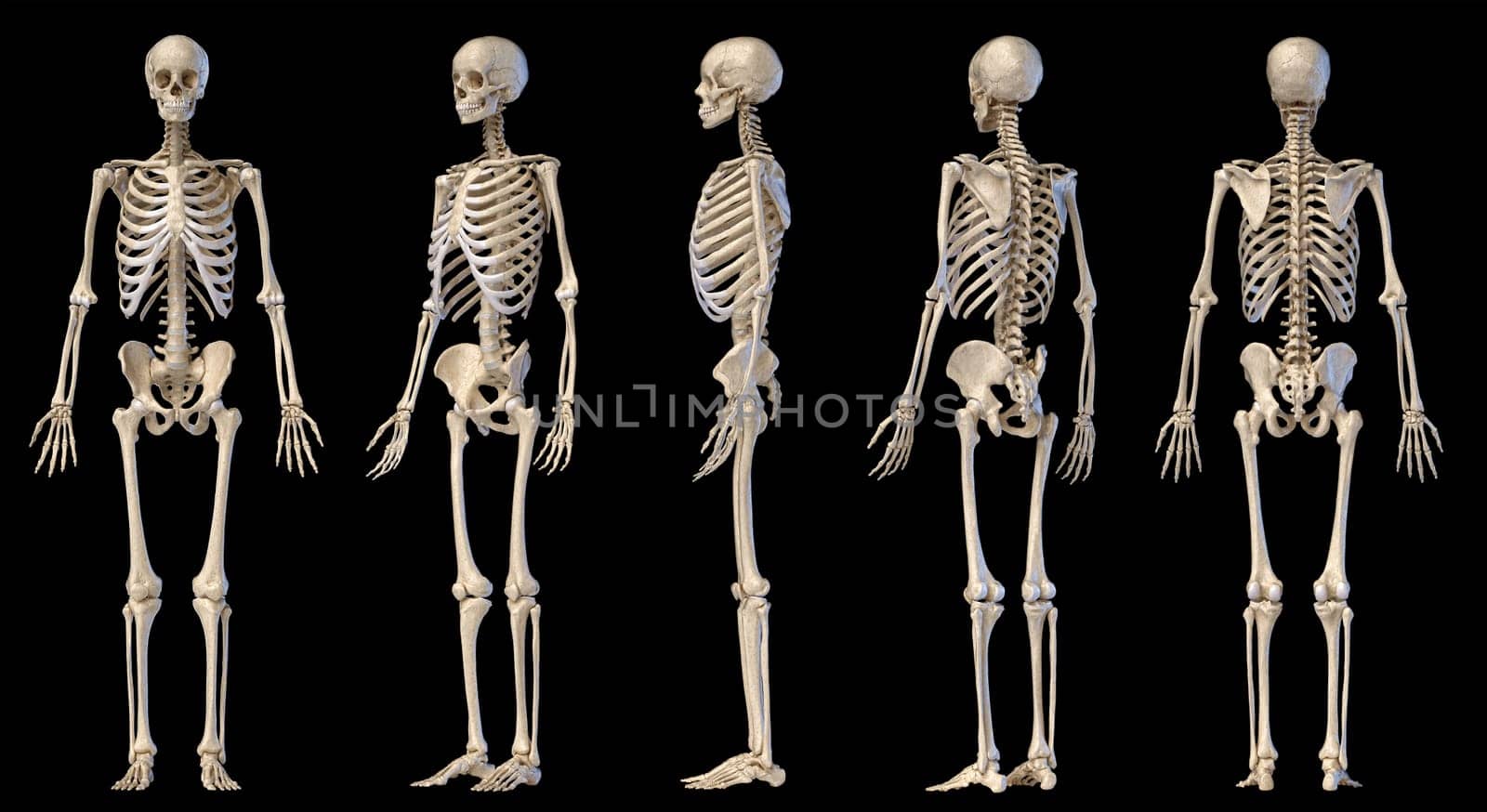 Human Anatomy full body male skeleton. Five views. Perspective, Front rear and side on black background. 3d illustration.
