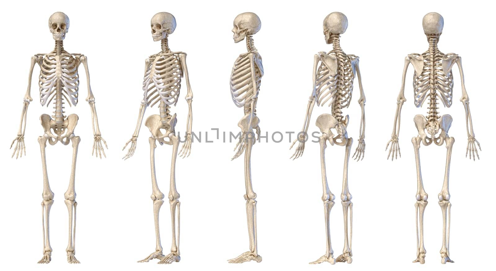 Human Anatomy full body male skeleton. Five views. Perspective, Front rear and side on white background. 3d illustration.