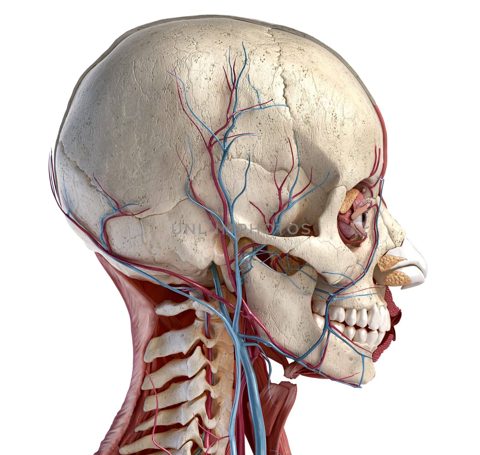 Human 3d anatomy illustration, showing skull, muscles, eyes and blood vessels. Side view. On white background.