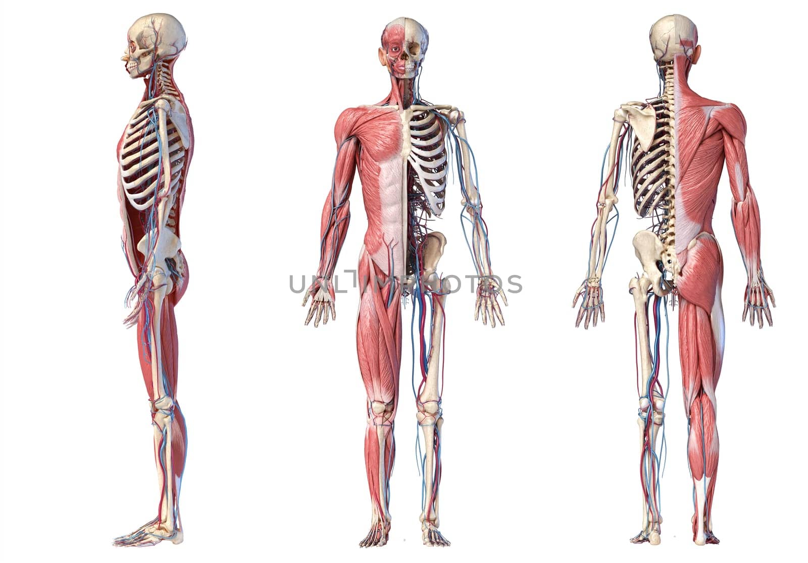 Human Anatomy full body skeletal, muscular and cardiovascular systems. Three views, side, front, back, on white background. 3d Illustration