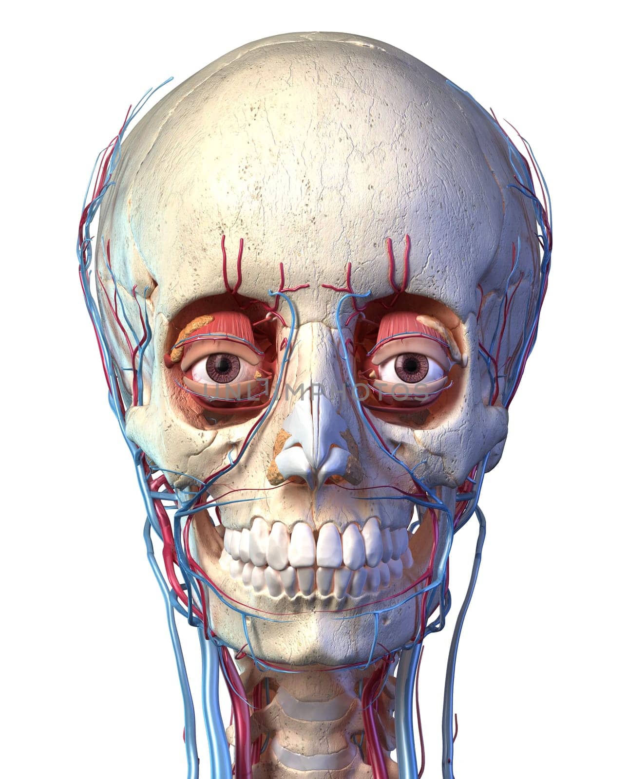 Human anatomy, Vascular system of the head viewed from the front. Computer 3d rendering artwork. On white background.