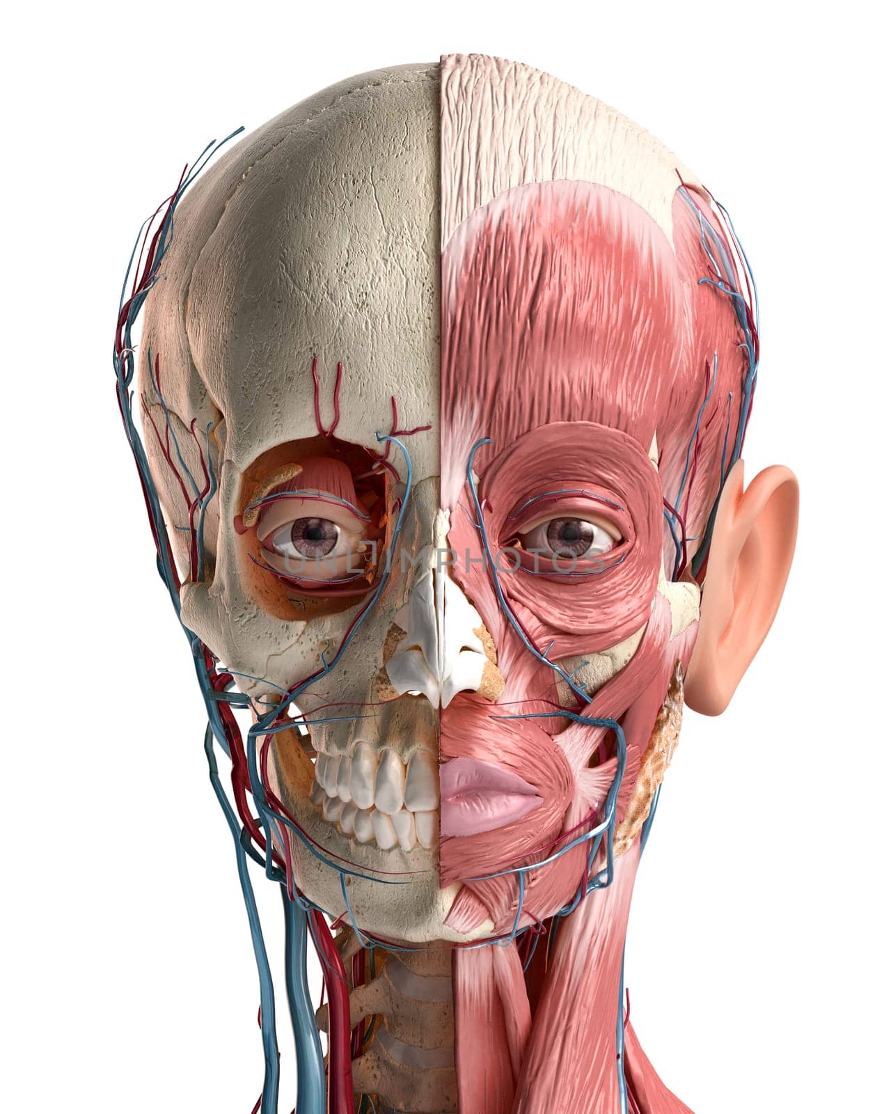 Human anatomy 3d illustration of head with skull, blood vessels and muscles, on White background. Rear view.