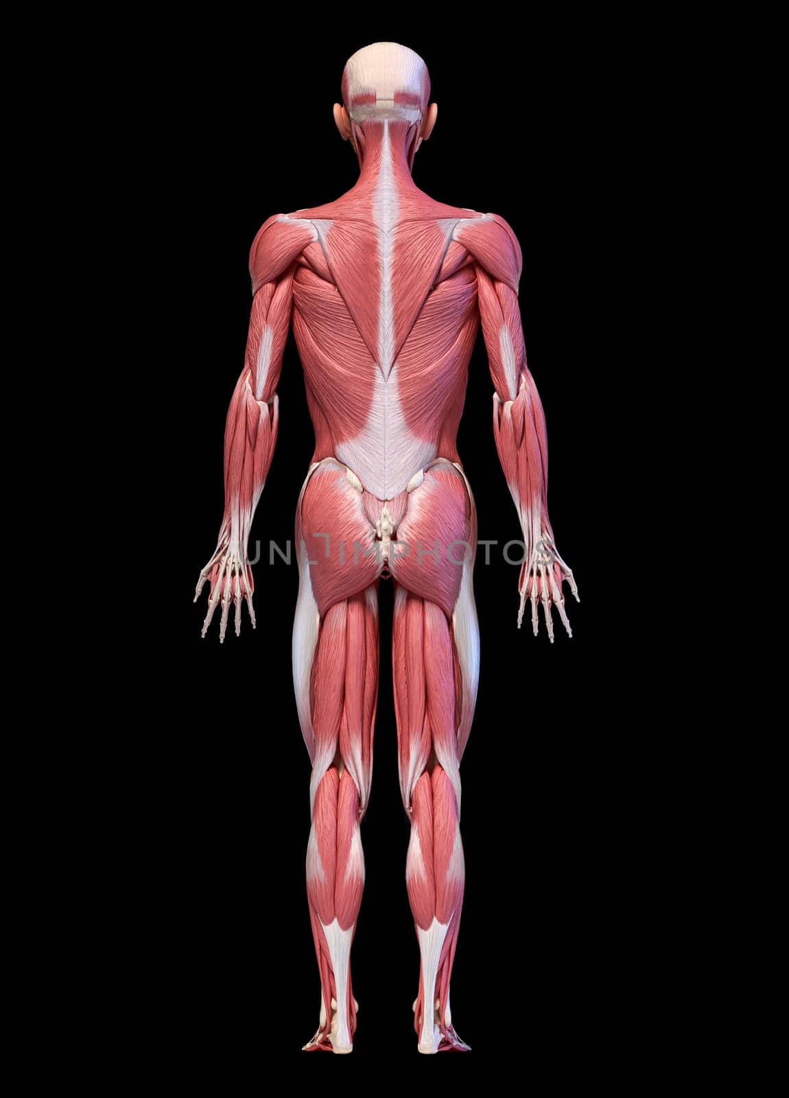 Human anatomy 3d illustration, male muscular system full body, back view on black background.
